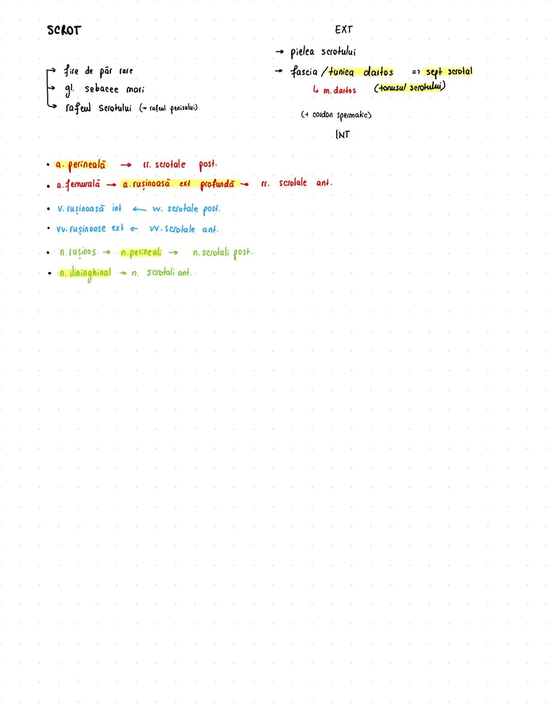 # Reproducator
masculin
# TESTICUL
~ 5/3/2 cm
~ 45-10 g
- criptorhidie - în afara scrotului
- de obicei în canalul inghinal