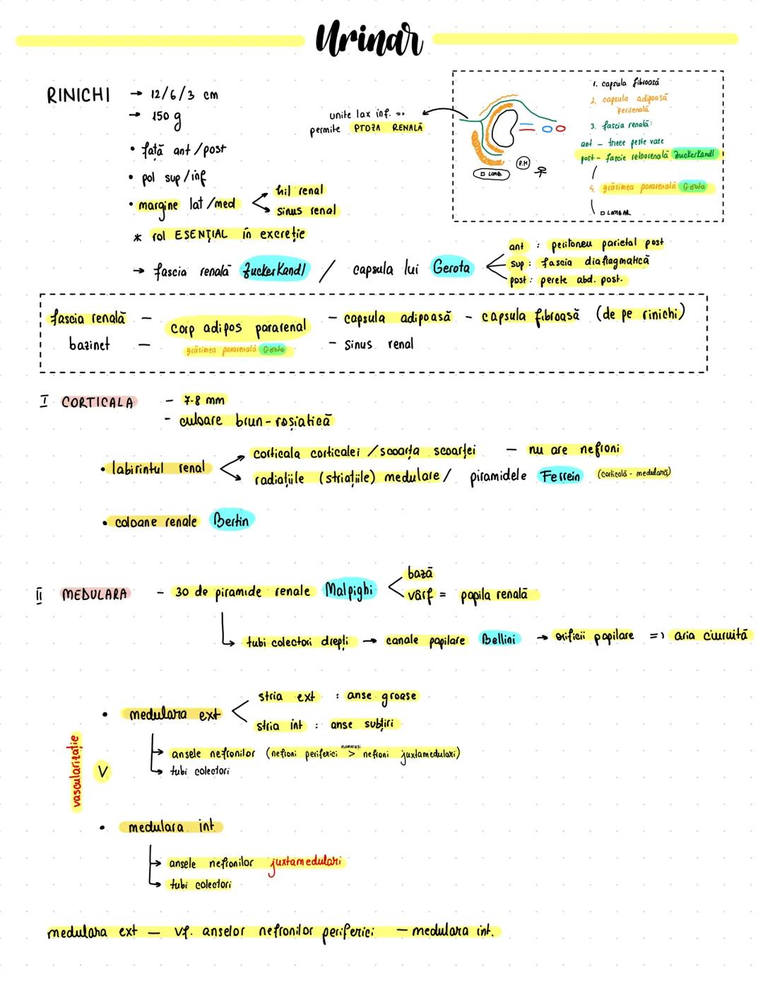 # Urinar
RINICHI → 12/6/3 cm
→ 150 g
• faţă ant/post
• pol sup/inf
• margine lat/med
* rol ESENTIAL în excreție
→ fascia renală Zuckerkandl