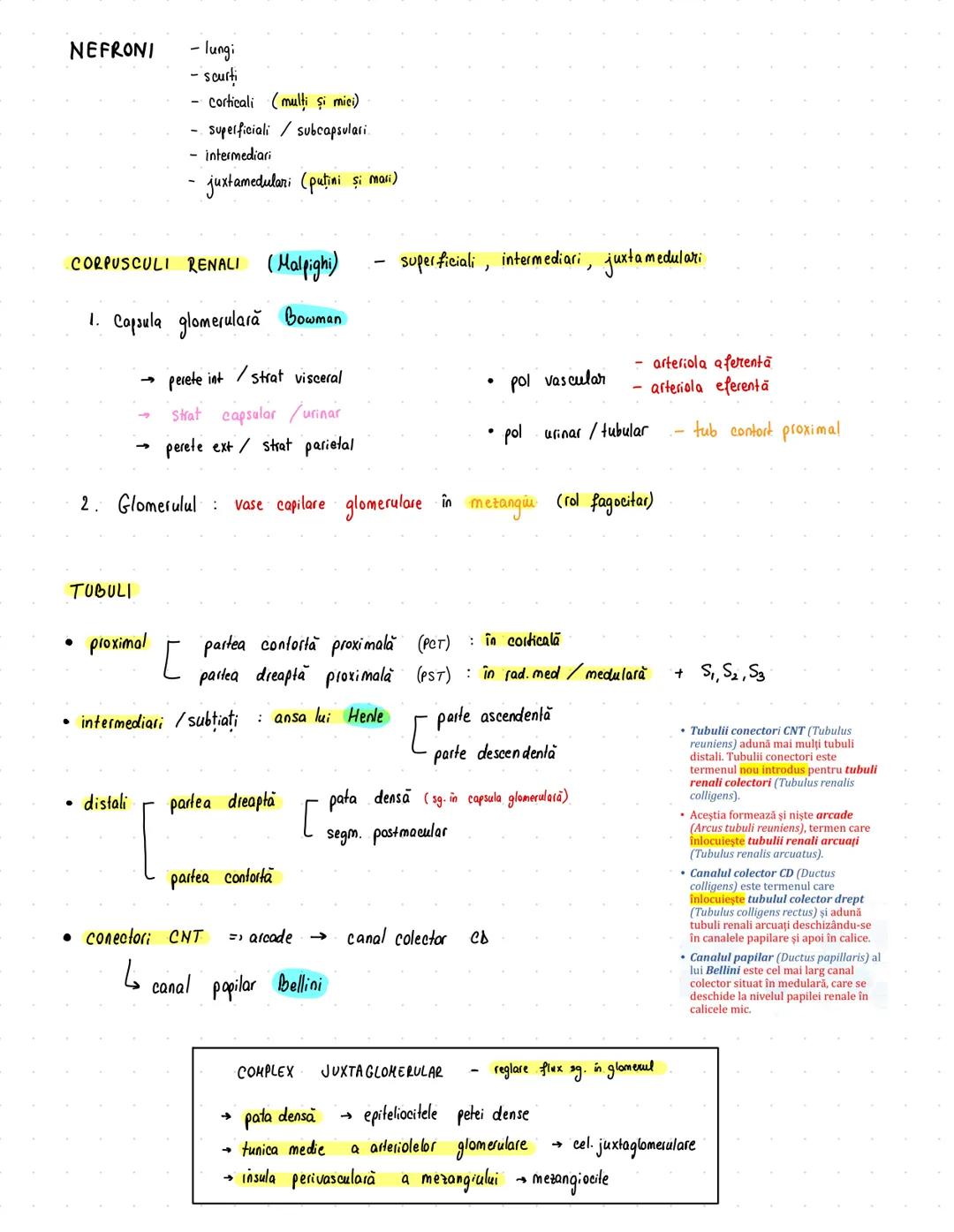 # Urinar
RINICHI → 12/6/3 cm
→ 150 g
• faţă ant/post
• pol sup/inf
• margine lat/med
* rol ESENTIAL în excreție
→ fascia renală Zuckerkandl