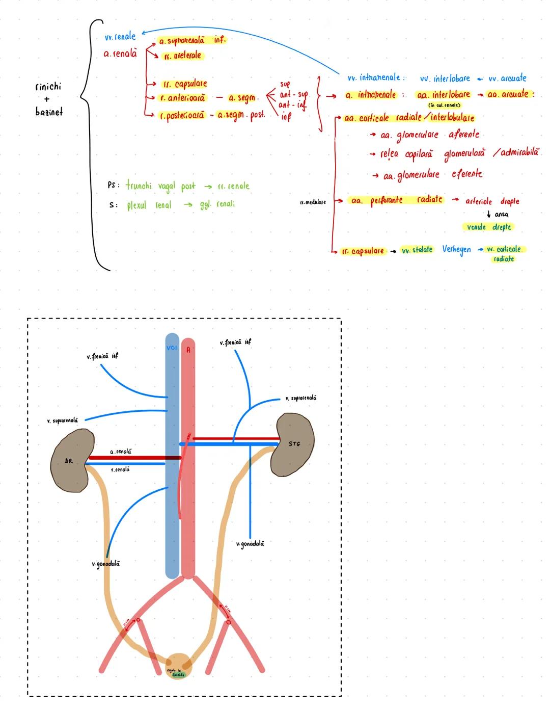 # Urinar
RINICHI → 12/6/3 cm
→ 150 g
• faţă ant/post
• pol sup/inf
• margine lat/med
* rol ESENTIAL în excreție
→ fascia renală Zuckerkandl