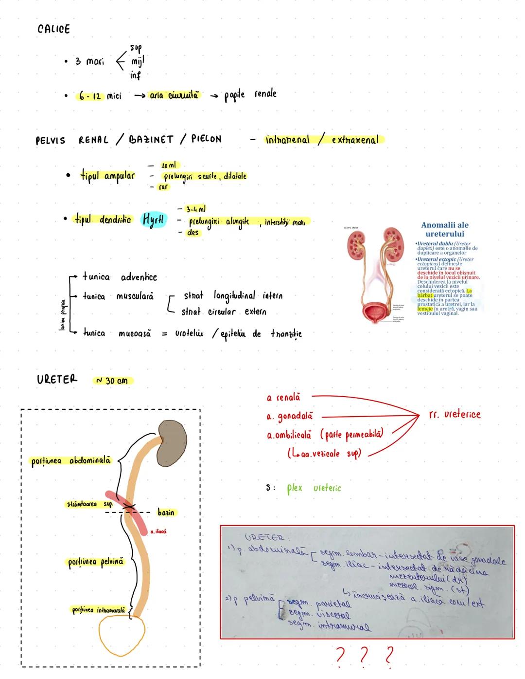 # Urinar
RINICHI → 12/6/3 cm
→ 150 g
• faţă ant/post
• pol sup/inf
• margine lat/med
* rol ESENTIAL în excreție
→ fascia renală Zuckerkandl