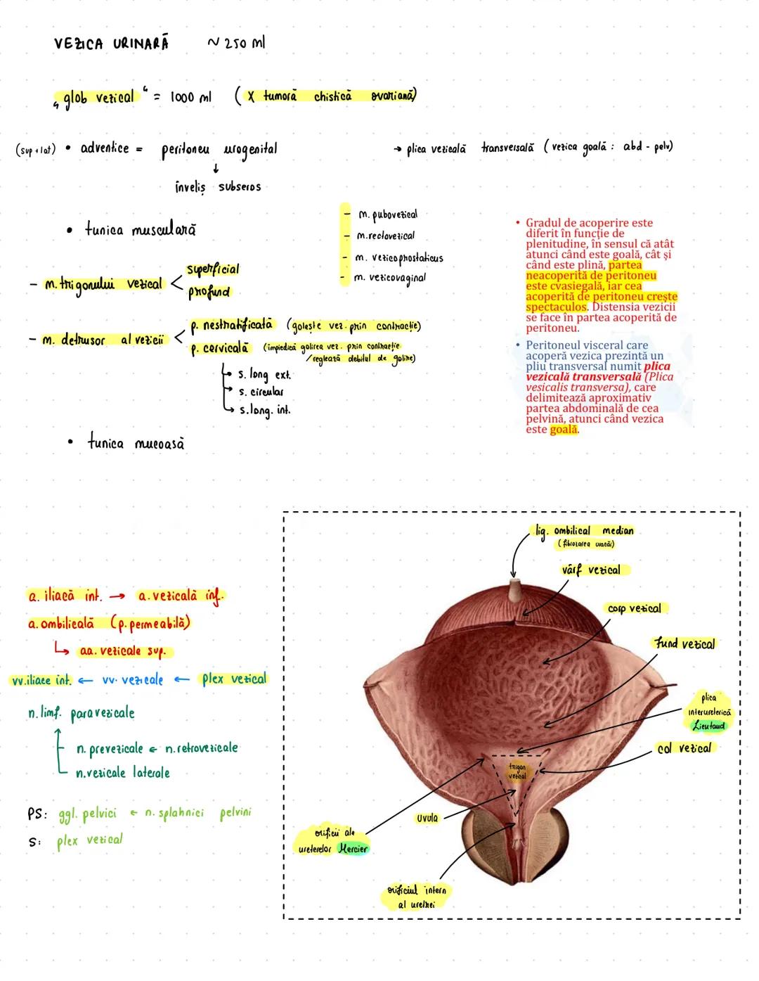 # Urinar
RINICHI → 12/6/3 cm
→ 150 g
• faţă ant/post
• pol sup/inf
• margine lat/med
* rol ESENTIAL în excreție
→ fascia renală Zuckerkandl
