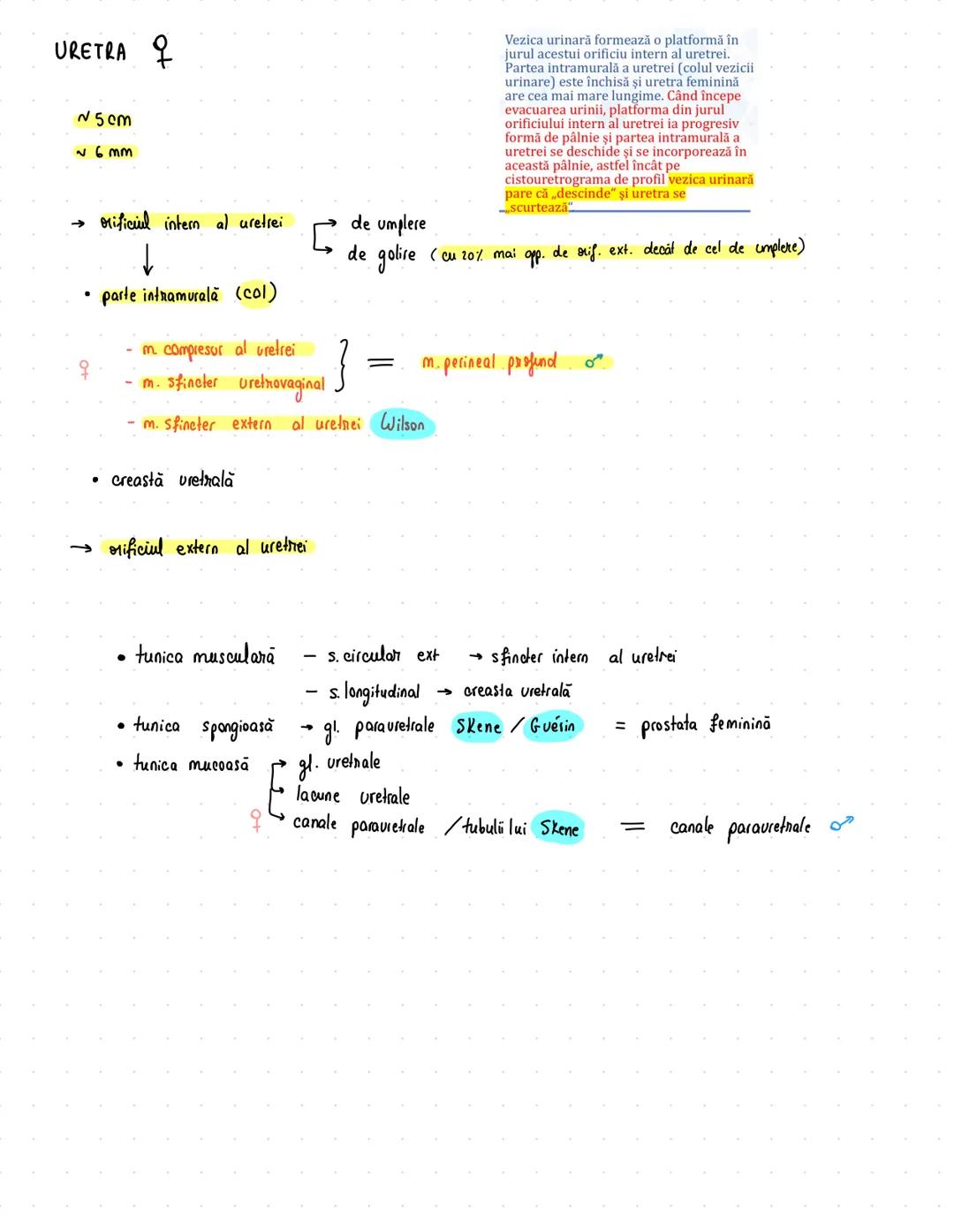 # Urinar
RINICHI → 12/6/3 cm
→ 150 g
• faţă ant/post
• pol sup/inf
• margine lat/med
* rol ESENTIAL în excreție
→ fascia renală Zuckerkandl