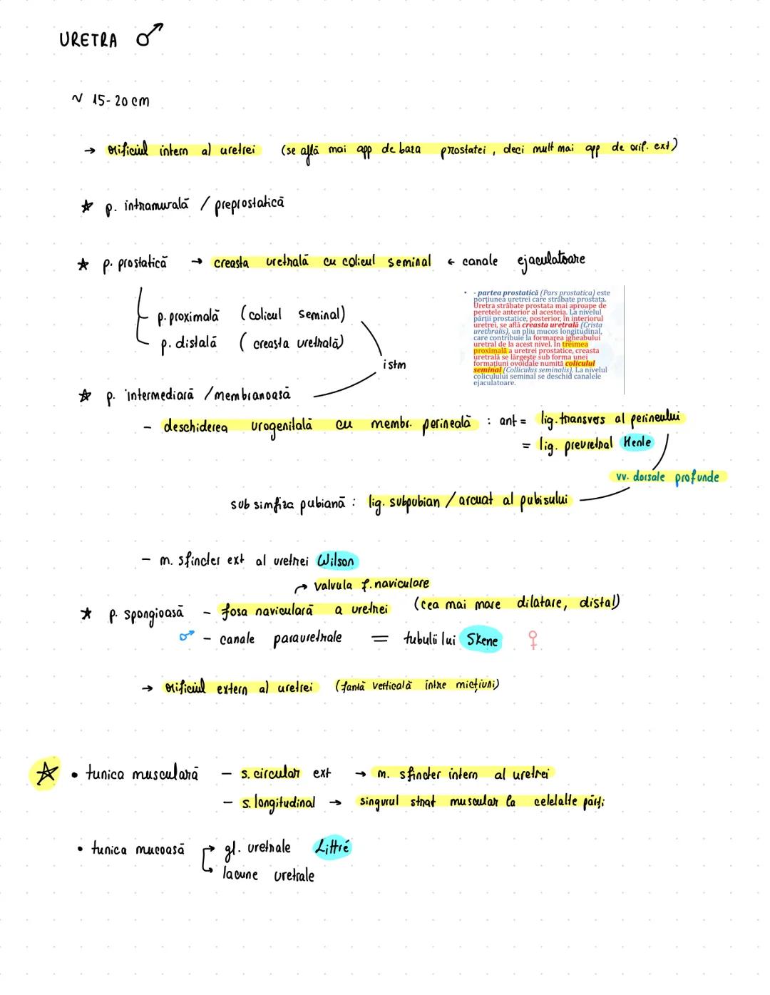 # Urinar
RINICHI → 12/6/3 cm
→ 150 g
• faţă ant/post
• pol sup/inf
• margine lat/med
* rol ESENTIAL în excreție
→ fascia renală Zuckerkandl