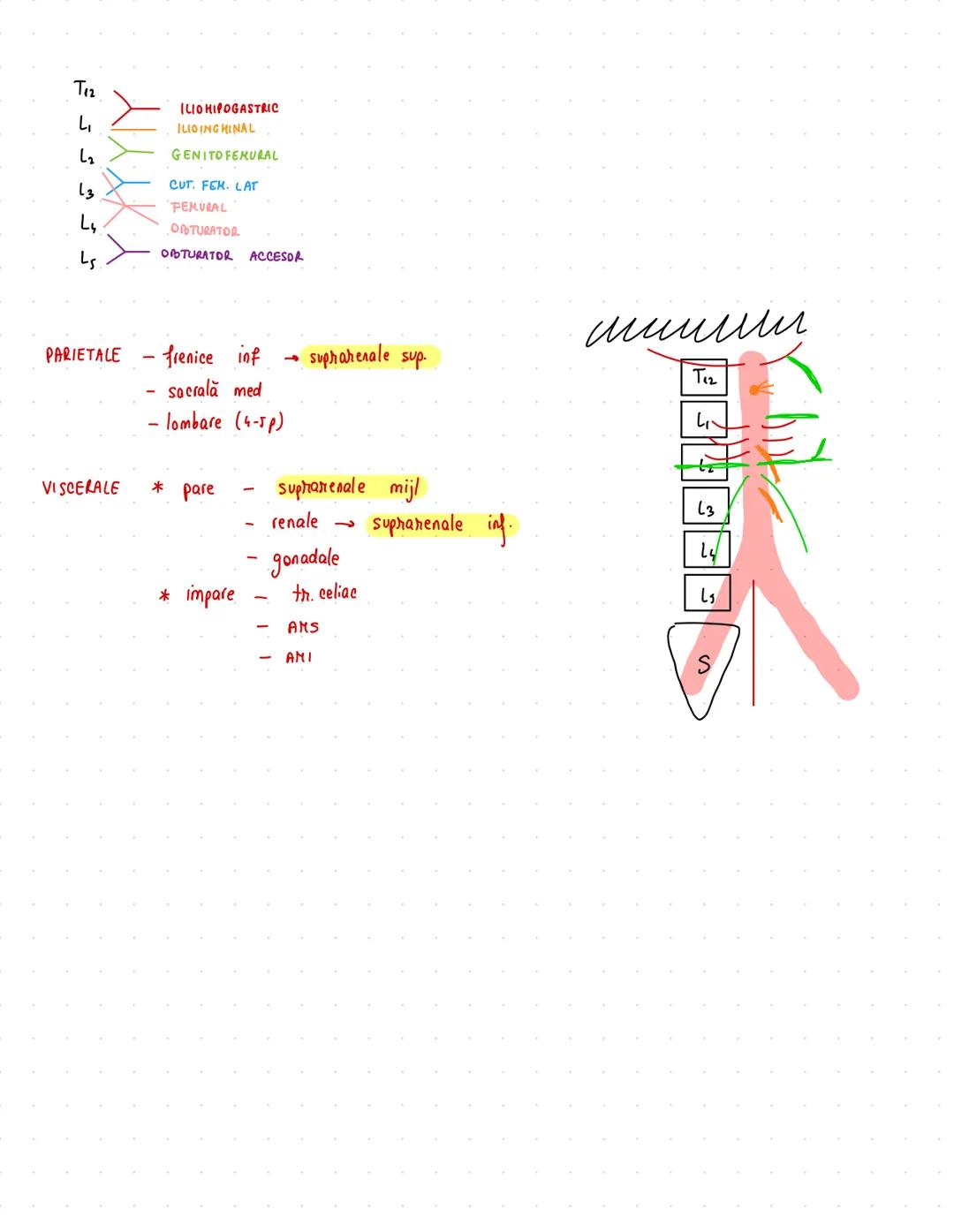 # Urinar
RINICHI → 12/6/3 cm
→ 150 g
• faţă ant/post
• pol sup/inf
• margine lat/med
* rol ESENTIAL în excreție
→ fascia renală Zuckerkandl