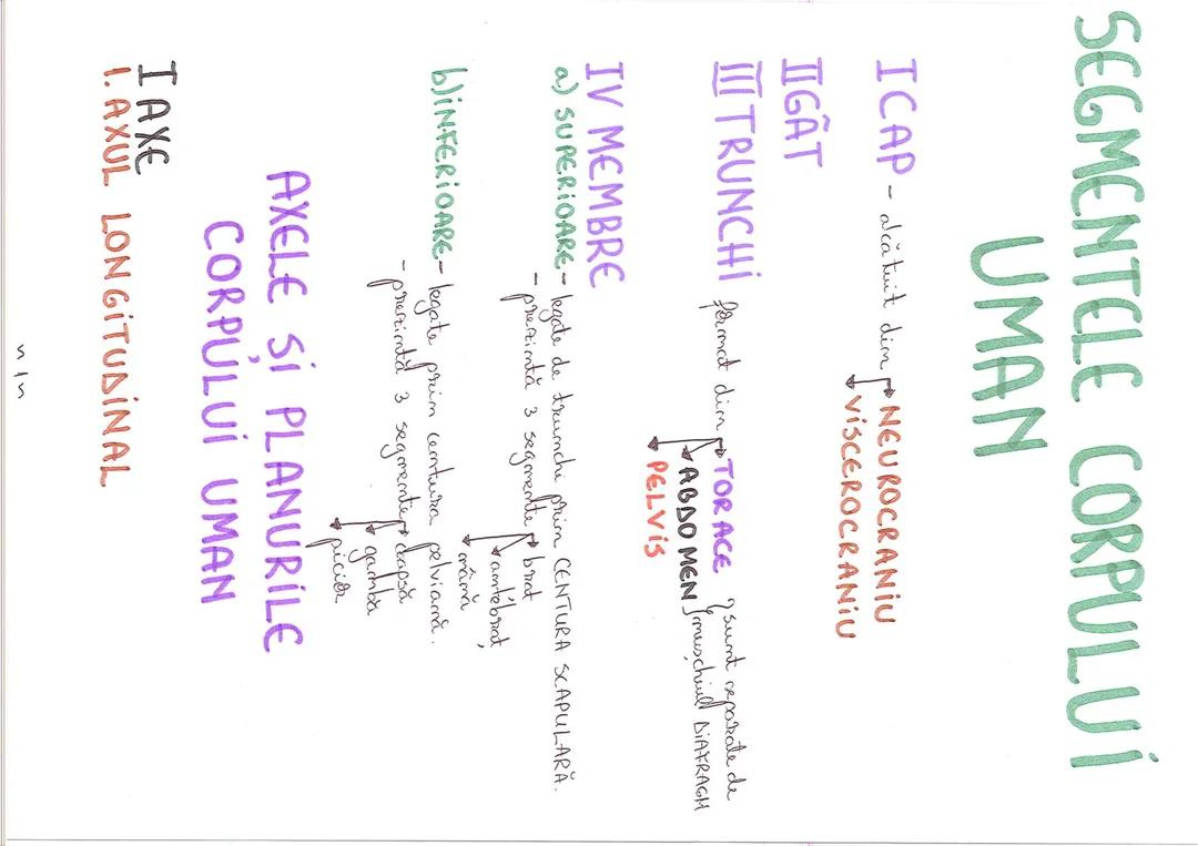 Biologie XI-XII ANOTOMIE SI FIZIOLOGIA UMANA