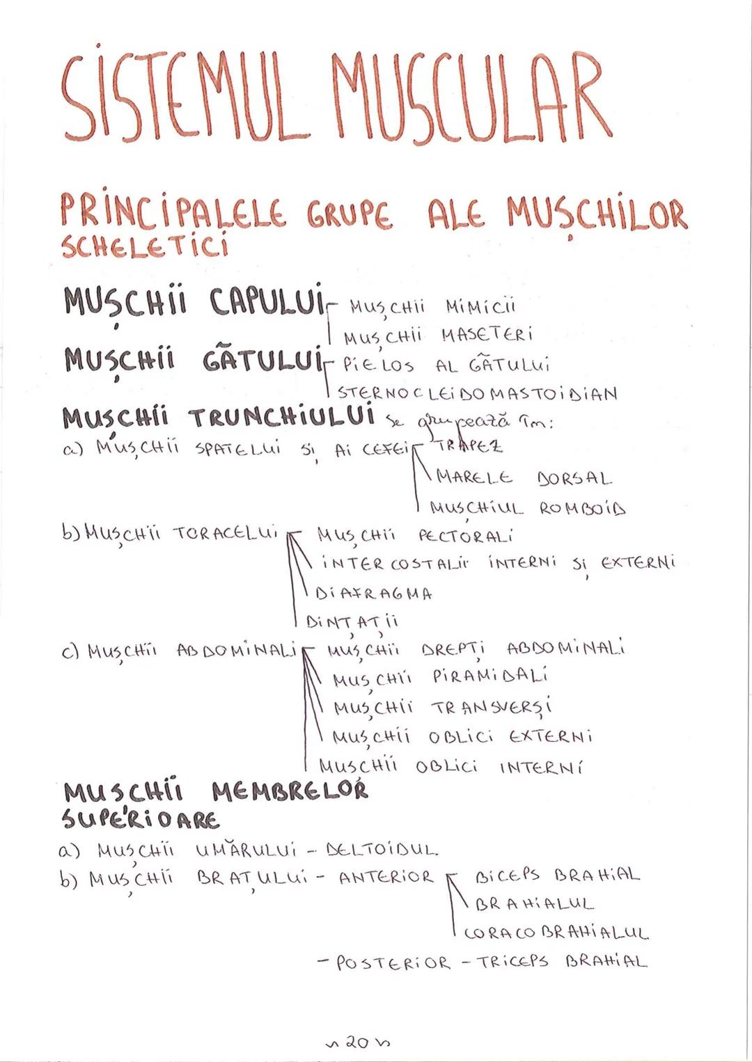 # SEGMENTELE CORPULUI
# UMAN
I CAP - alcătuit din → NEUROCRANIU
→ VISCEROCRANIU
II GÂT
III TRUNCHI format din → TORACE sunt separate de
→ AB