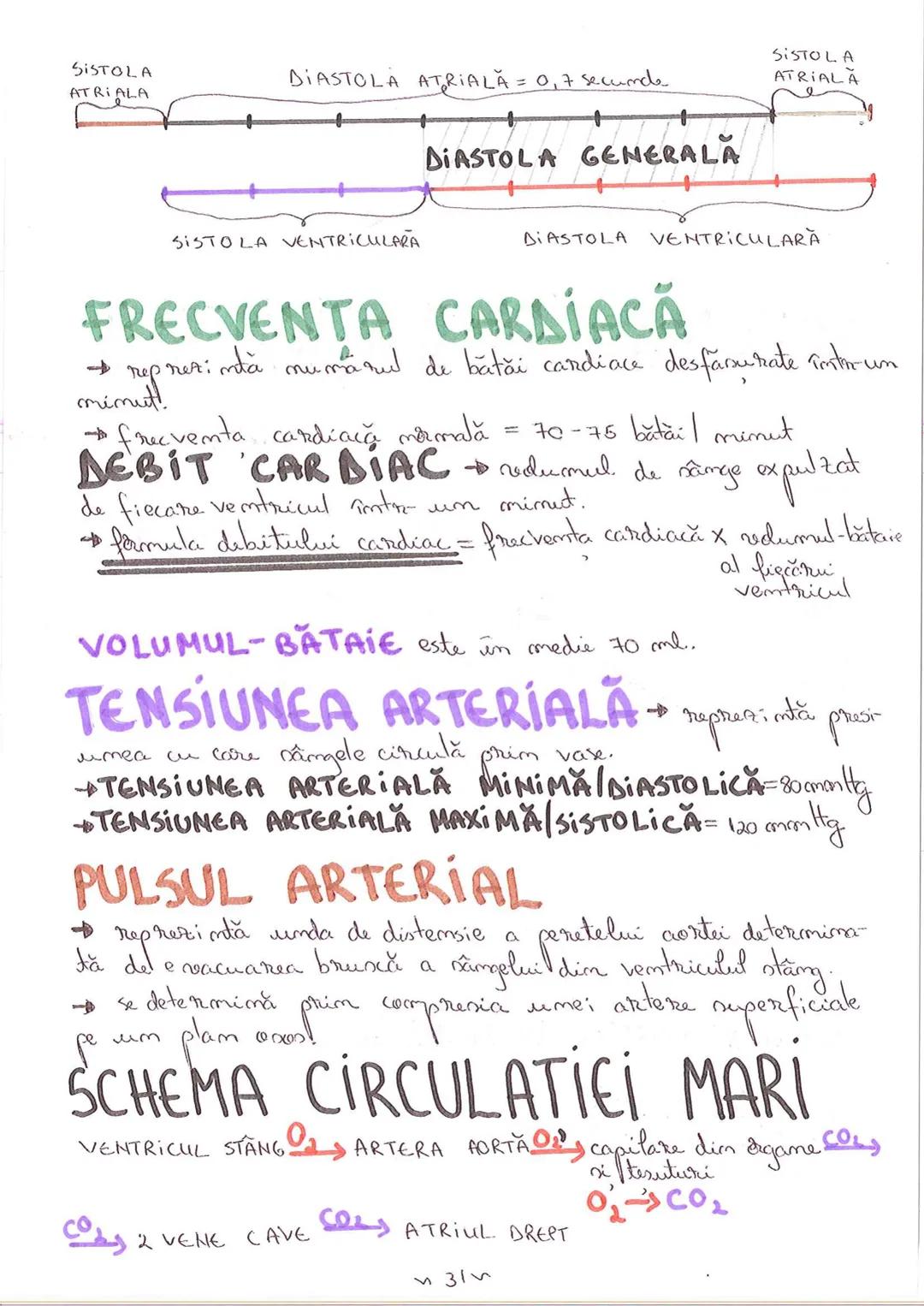 # SEGMENTELE CORPULUI
# UMAN
I CAP - alcătuit din → NEUROCRANIU
→ VISCEROCRANIU
II GÂT
III TRUNCHI format din → TORACE sunt separate de
→ AB
