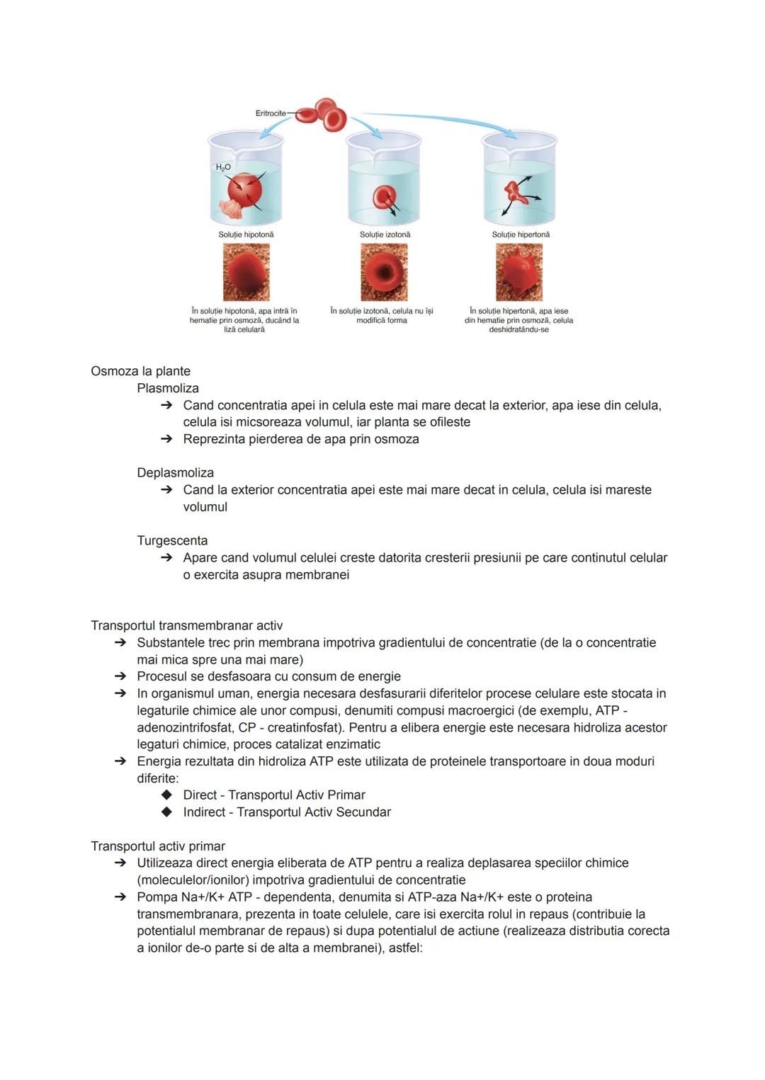 --- OCR Start ---
Citologia = ştiinţa care studiază celulele
Celula = unitatea morfo-functionala și genetică a tuturor organismelor vii
Apop