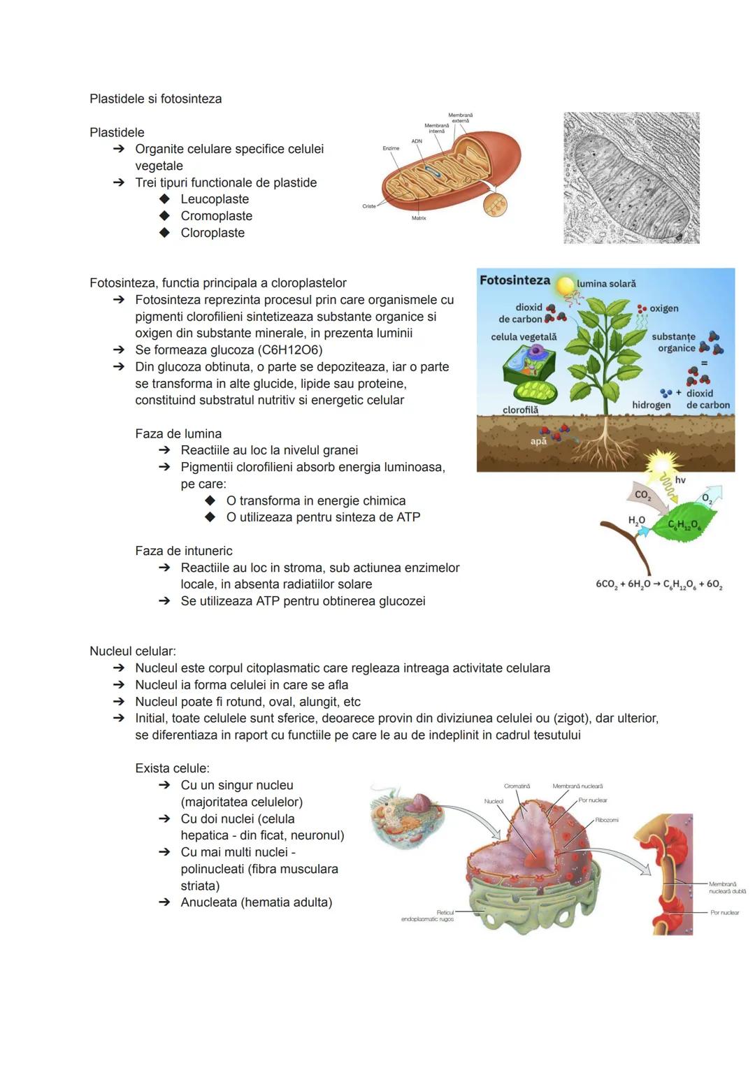 --- OCR Start ---
Citologia = ştiinţa care studiază celulele
Celula = unitatea morfo-functionala și genetică a tuturor organismelor vii
Apop