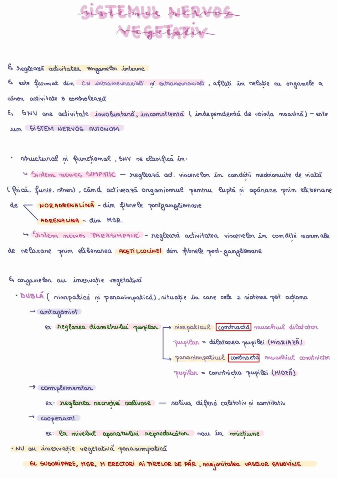# SISTEMUL NERVOS
VEGETATIV
§ reglează activitatea organelor interne
§ este format din CN intranevraxială și extranevraxială, aflate în rel