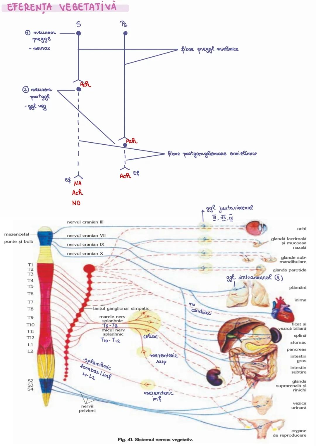 # SISTEMUL NERVOS
VEGETATIV
§ reglează activitatea organelor interne
§ este format din CN intranevraxială și extranevraxială, aflate în rel