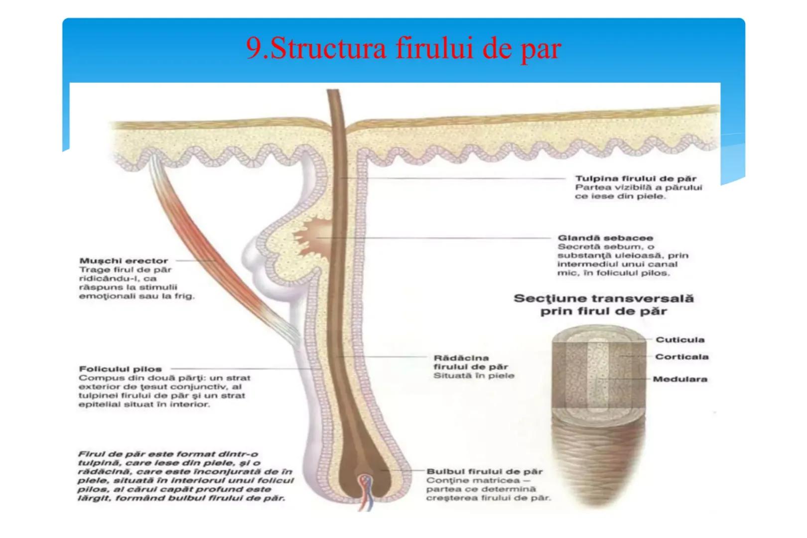 # Analizatorul cutanat Cuprins
* 1.Rol
* 2.Segmentul periferic
* 3.Segmentul de conducere
* 4.Segmentul central
* 5.Functiile pielii
* 6.Pri
