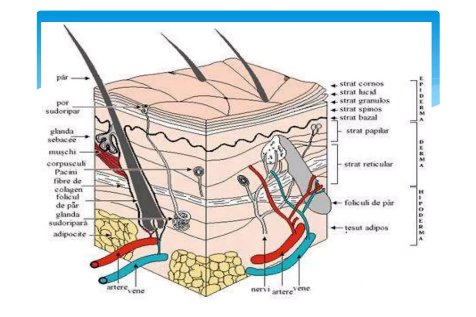 # Analizatorul cutanat Cuprins
* 1.Rol
* 2.Segmentul periferic
* 3.Segmentul de conducere
* 4.Segmentul central
* 5.Functiile pielii
* 6.Pri