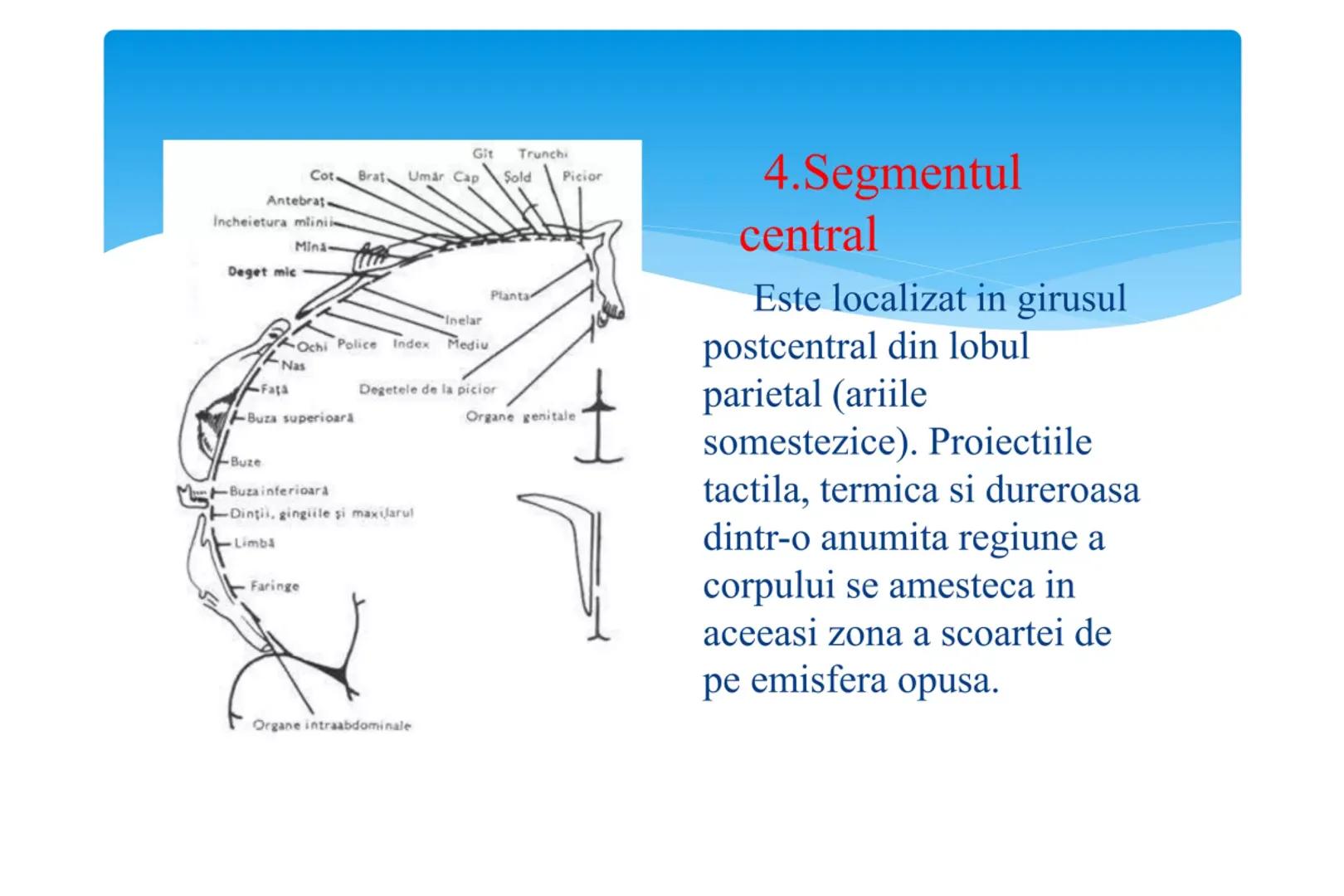 # Analizatorul cutanat Cuprins
* 1.Rol
* 2.Segmentul periferic
* 3.Segmentul de conducere
* 4.Segmentul central
* 5.Functiile pielii
* 6.Pri