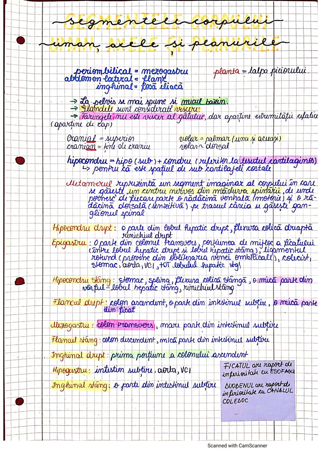 --- OCR Start ---
segmenteluncorpului
uman, axele și planurile
periombilical = mezogastru
abdomen latural flant
inghinal = fosa iliacă
→ La