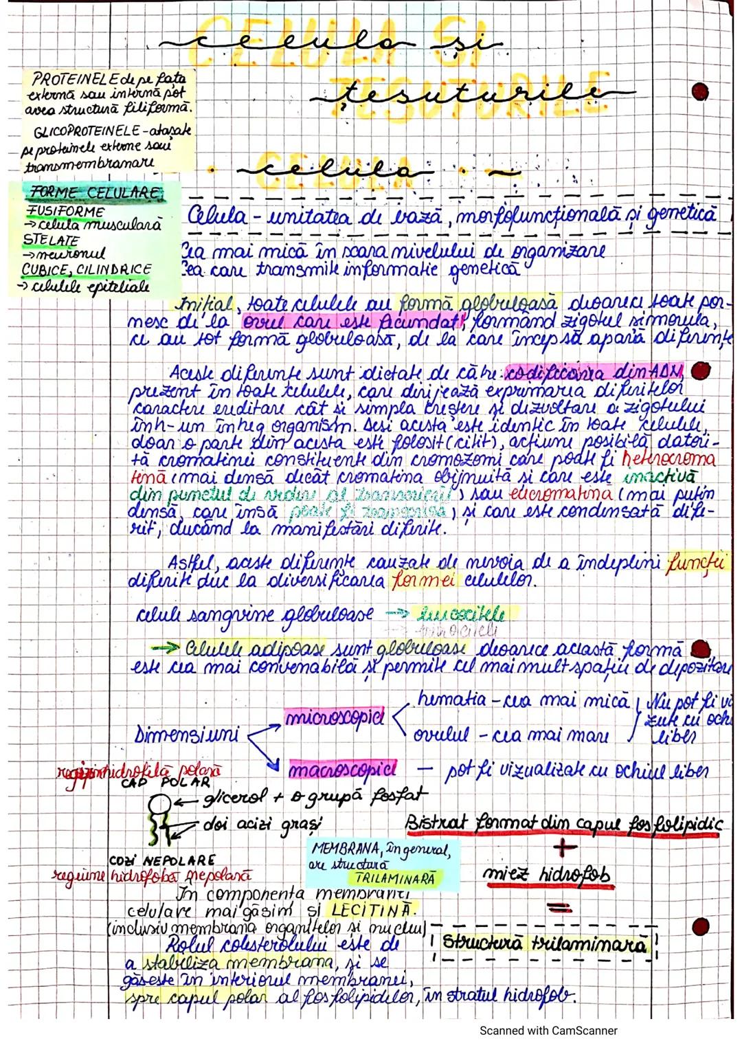 --- OCR Start ---
segmenteluncorpului
uman, axele și planurile
periombilical = mezogastru
abdomen latural flant
inghinal = fosa iliacă
→ La