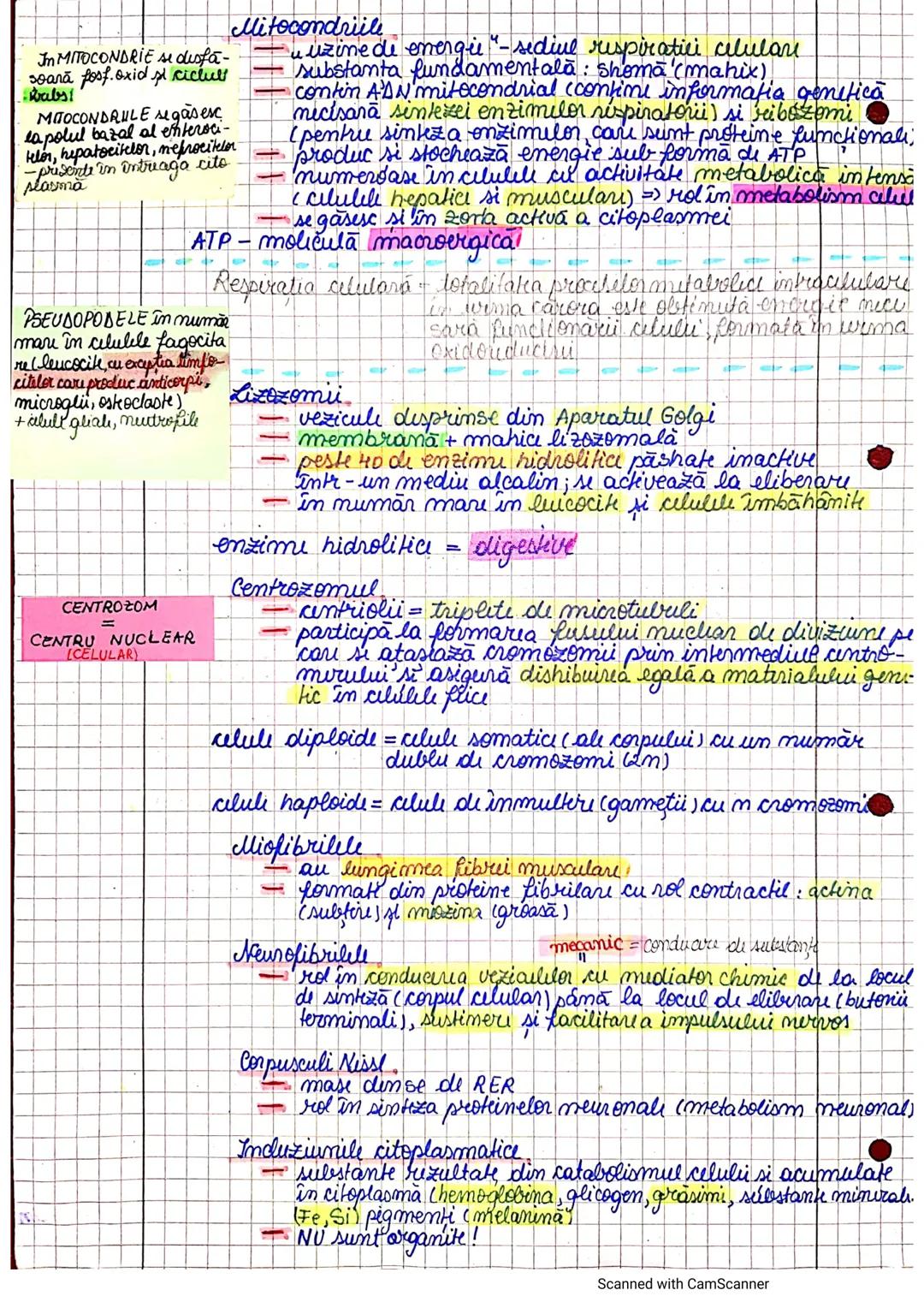--- OCR Start ---
segmenteluncorpului
uman, axele și planurile
periombilical = mezogastru
abdomen latural flant
inghinal = fosa iliacă
→ La