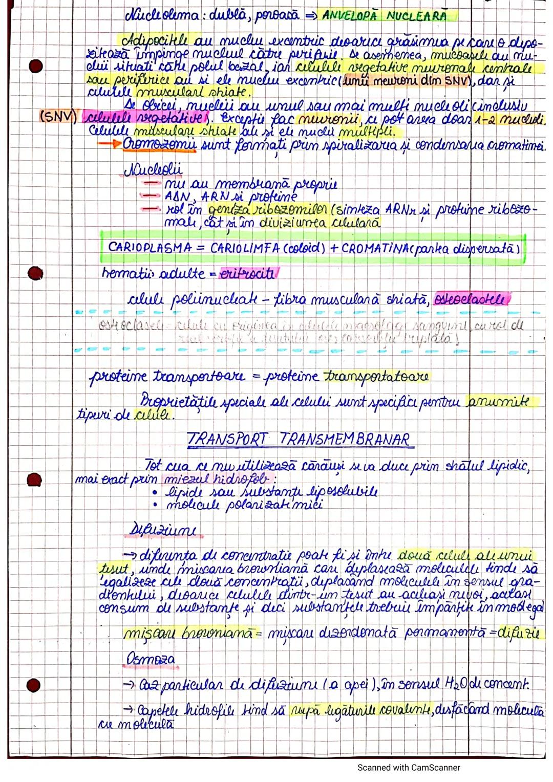 --- OCR Start ---
segmenteluncorpului
uman, axele și planurile
periombilical = mezogastru
abdomen latural flant
inghinal = fosa iliacă
→ La