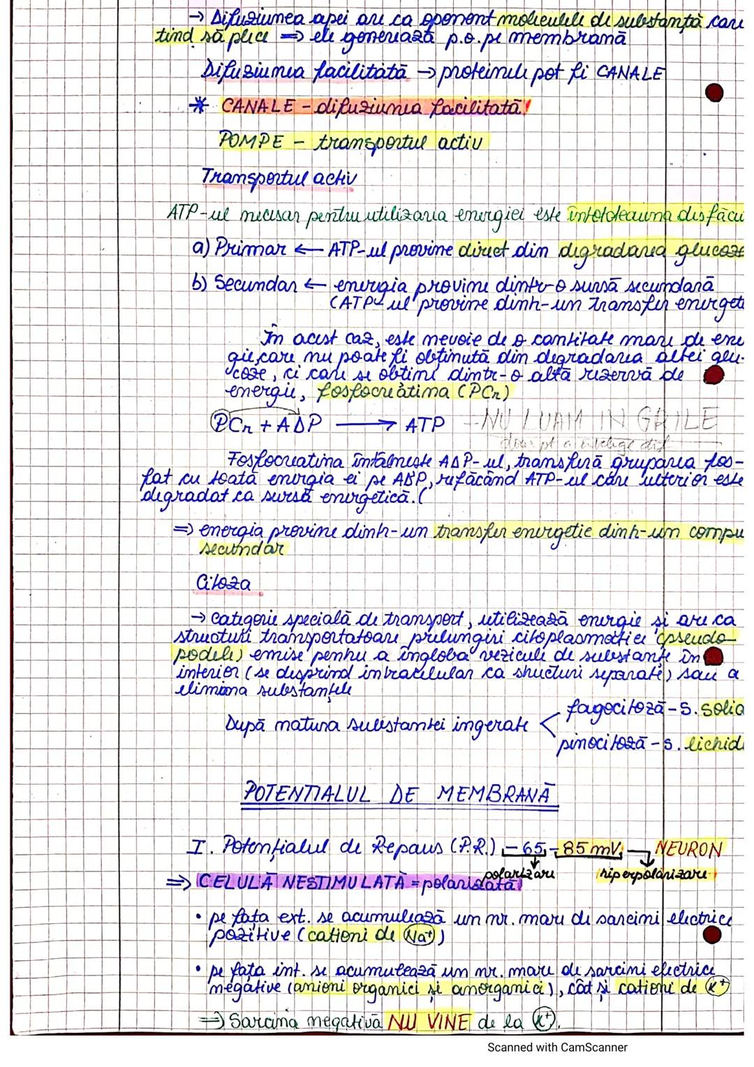 --- OCR Start ---
segmenteluncorpului
uman, axele și planurile
periombilical = mezogastru
abdomen latural flant
inghinal = fosa iliacă
→ La