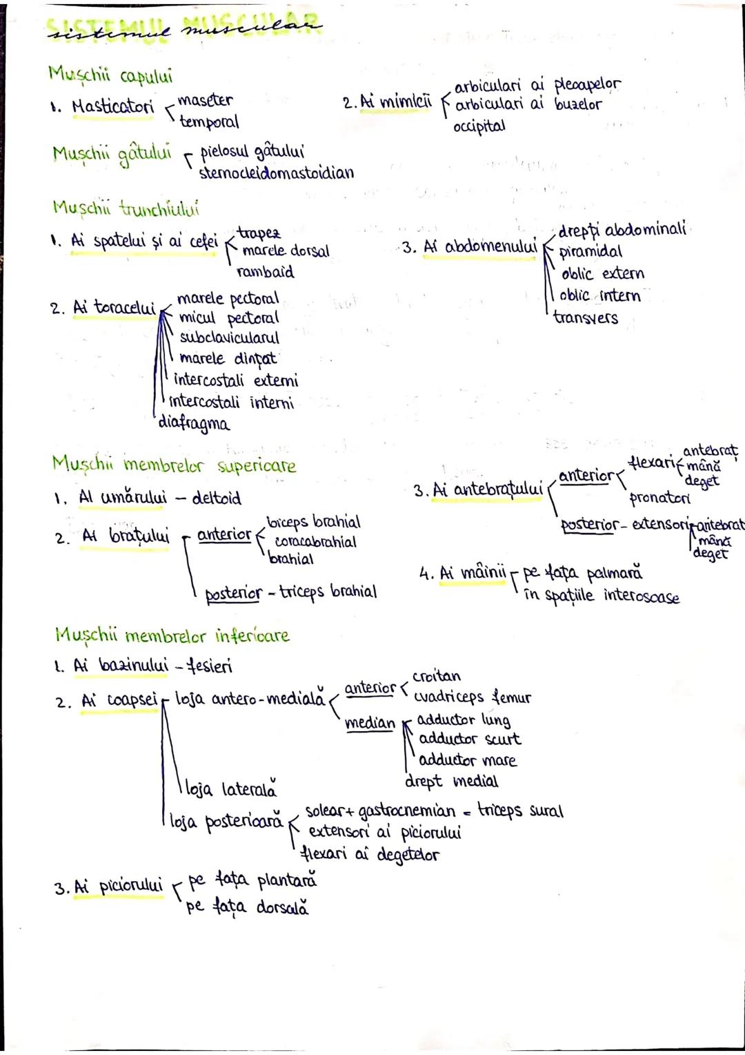 # PLANURI ŞI RAPORTURI ANATOMICE 
# 
# TOPOGRAFIA ORGANELOR
Axele corpului omenesc
 superior (cranial)
 posterior(dorsal)
 lateral drept
 la