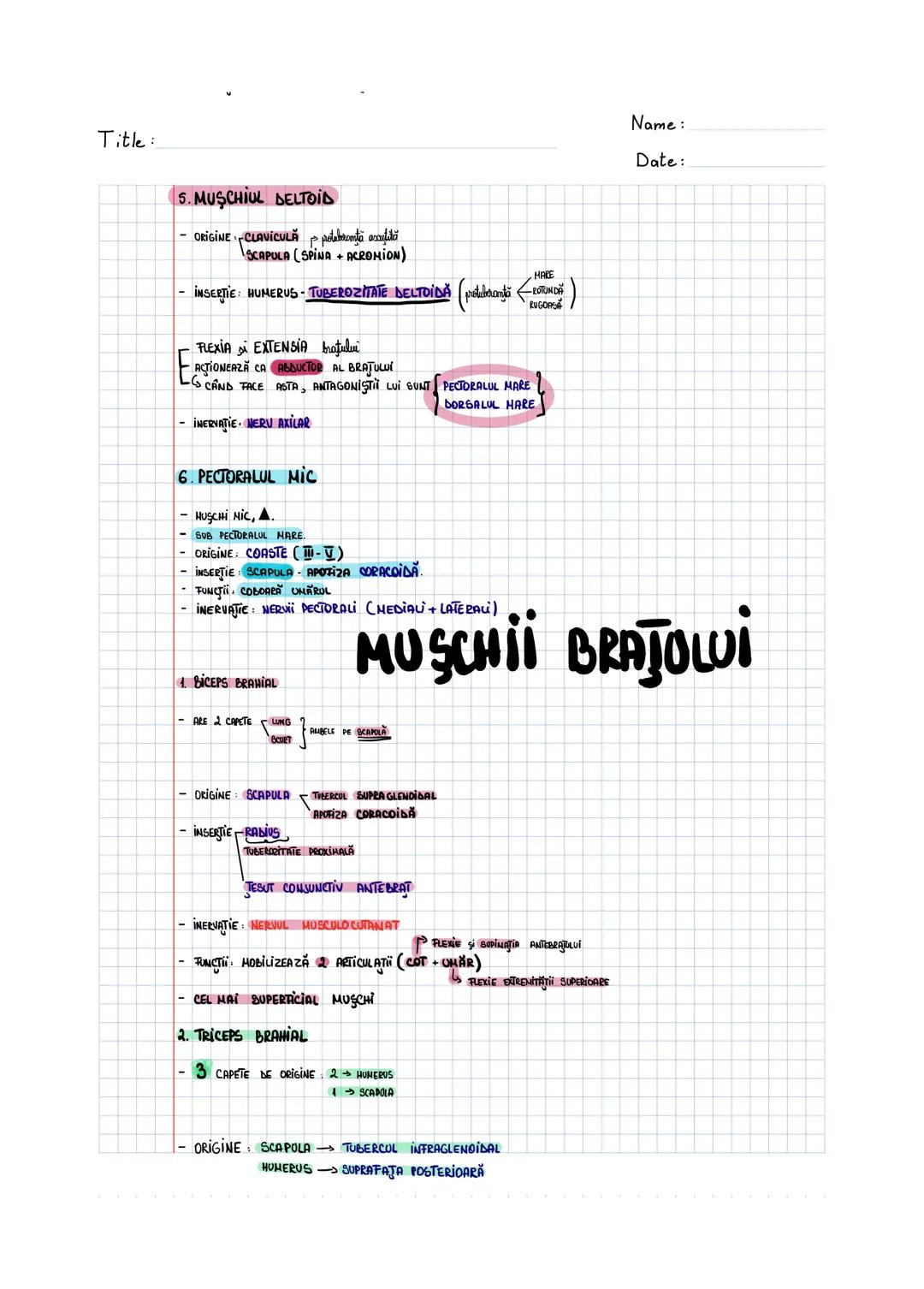 --- OCR Start ---
SISTEMUL MUSCULAR
MUSCHI UMAR
1. MUSCHIUL DINTAT ANTERIOR
- MUSCHI LAT, ZIMTAT.
- SITUAT ÎN PARTEA LATERALĂ A TORACEWI
- O