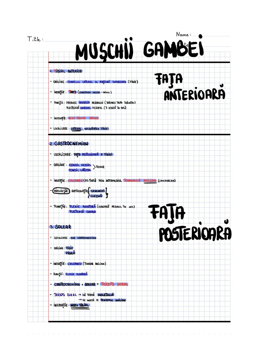 --- OCR Start ---
SISTEMUL MUSCULAR
MUSCHI UMAR
1. MUSCHIUL DINTAT ANTERIOR
- MUSCHI LAT, ZIMTAT.
- SITUAT ÎN PARTEA LATERALĂ A TORACEWI
- O
