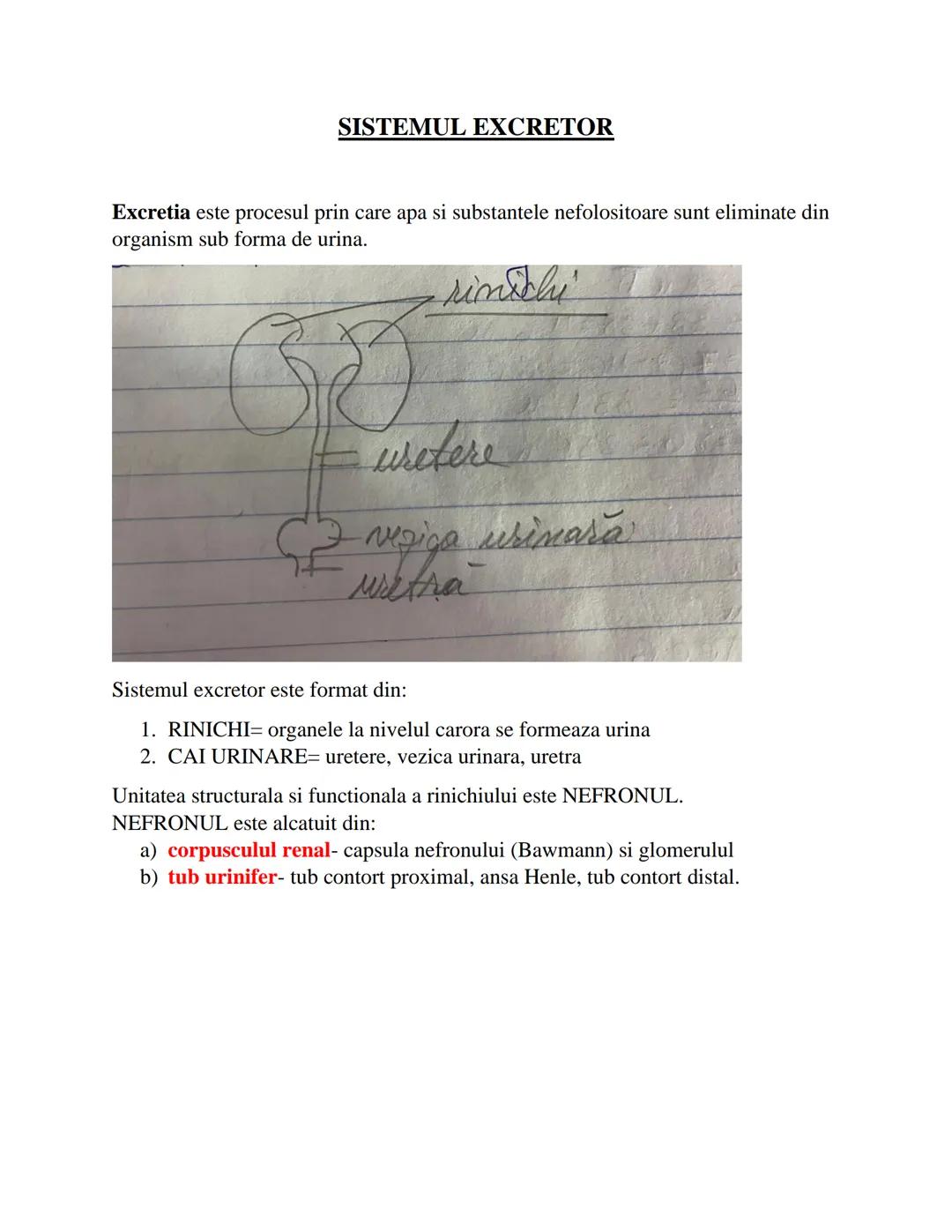 # SISTEMUL EXCRETOR
Excretia este procesul prin care apa si substantele nefolositoare sunt eliminate din
organism sub forma de urina.
- ri