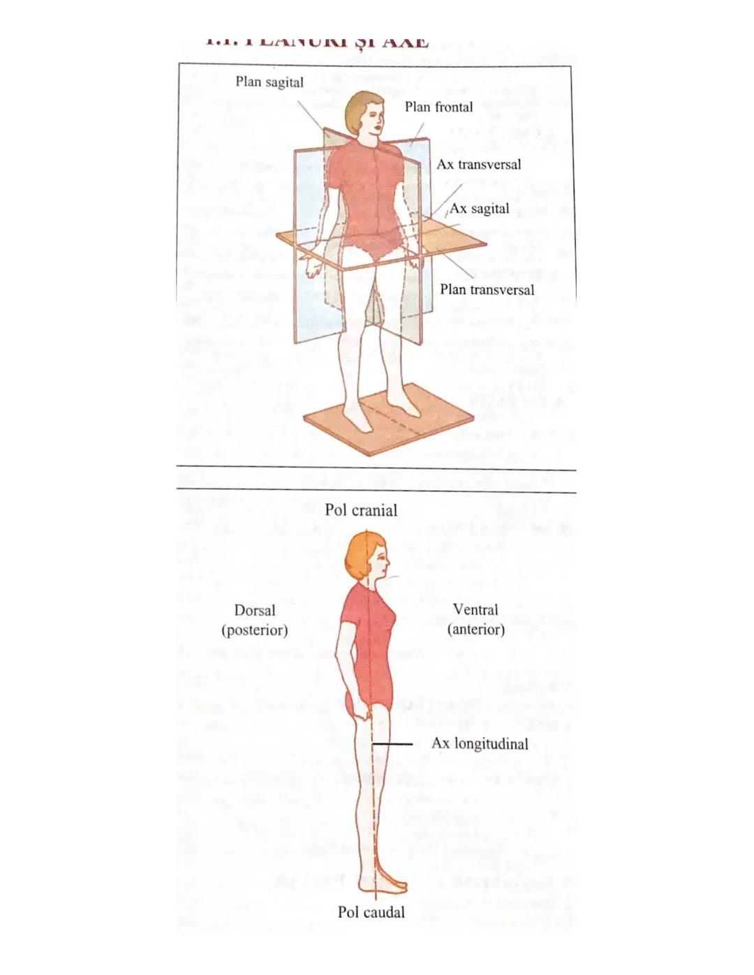 --- OCR Start ---
1.
ΑΛΕ
Plan sagital
Plan frontal
Pol cranial
Ax transversal
Ax sagital
Plan transversal
Dorsal
(posterior)
Ventral
(anteri