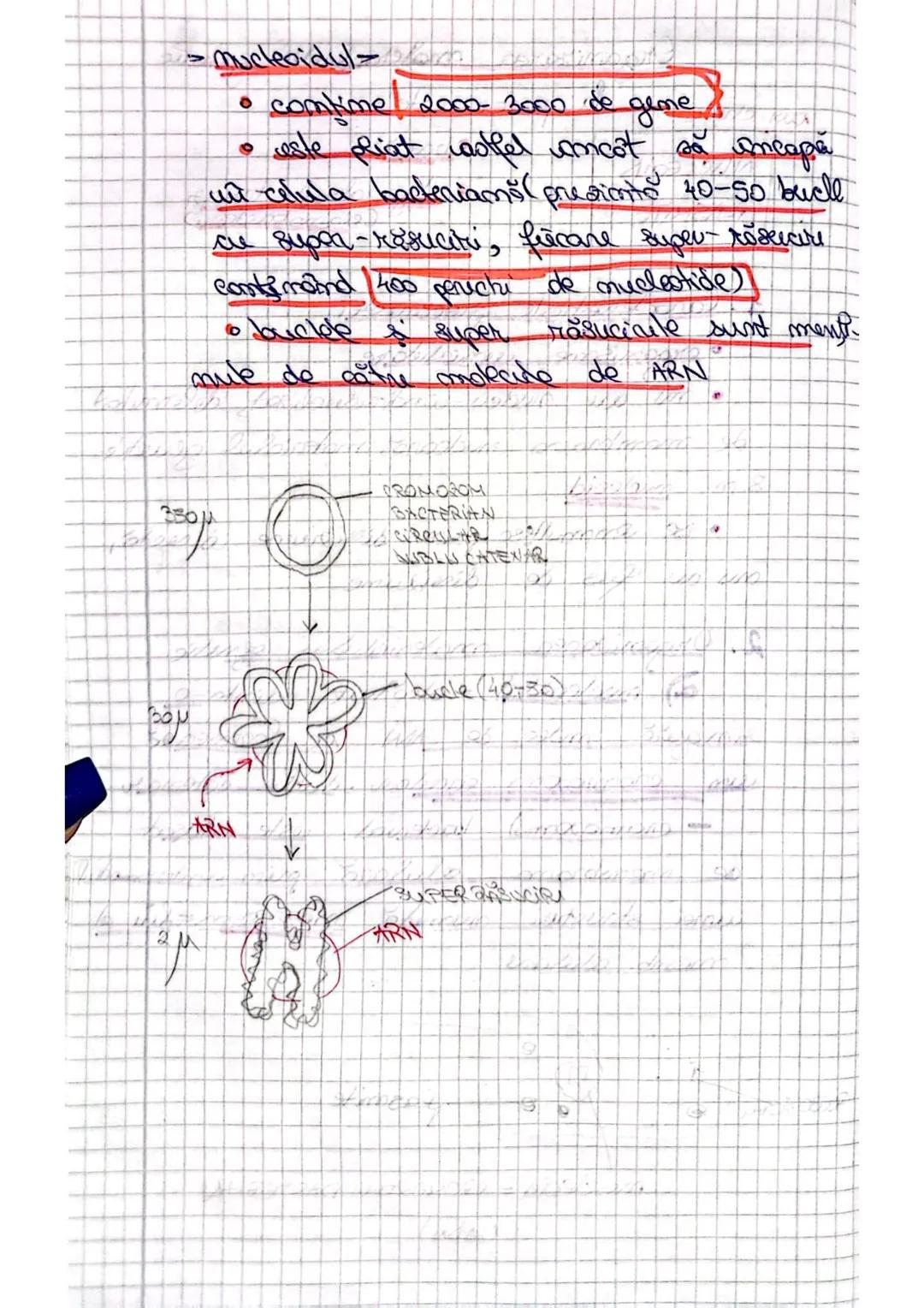 Organizarea omateaiatului
genetic la VIRUSURI
1- Caracteristici visusuni
-sunt entităţi / particule impetioase
- au structură acelulară
- s