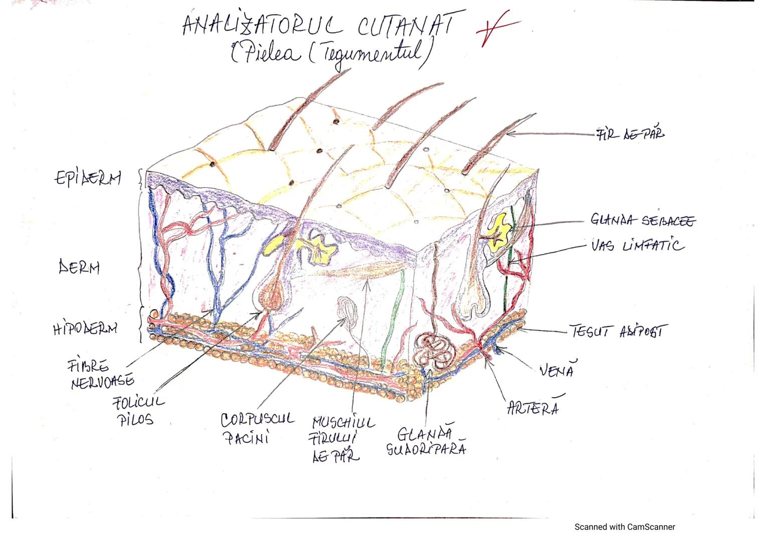 # ANALIZATORUL CUTANAT
✓
(Pielea (Tegumentul))
EPIDERM
DERM
HIPODERM
FIBRE
NERVOASE
FOLICUL
PILOS
FIR DE PĂR
GLANDA SEBACEE
VAS LIMFATIC