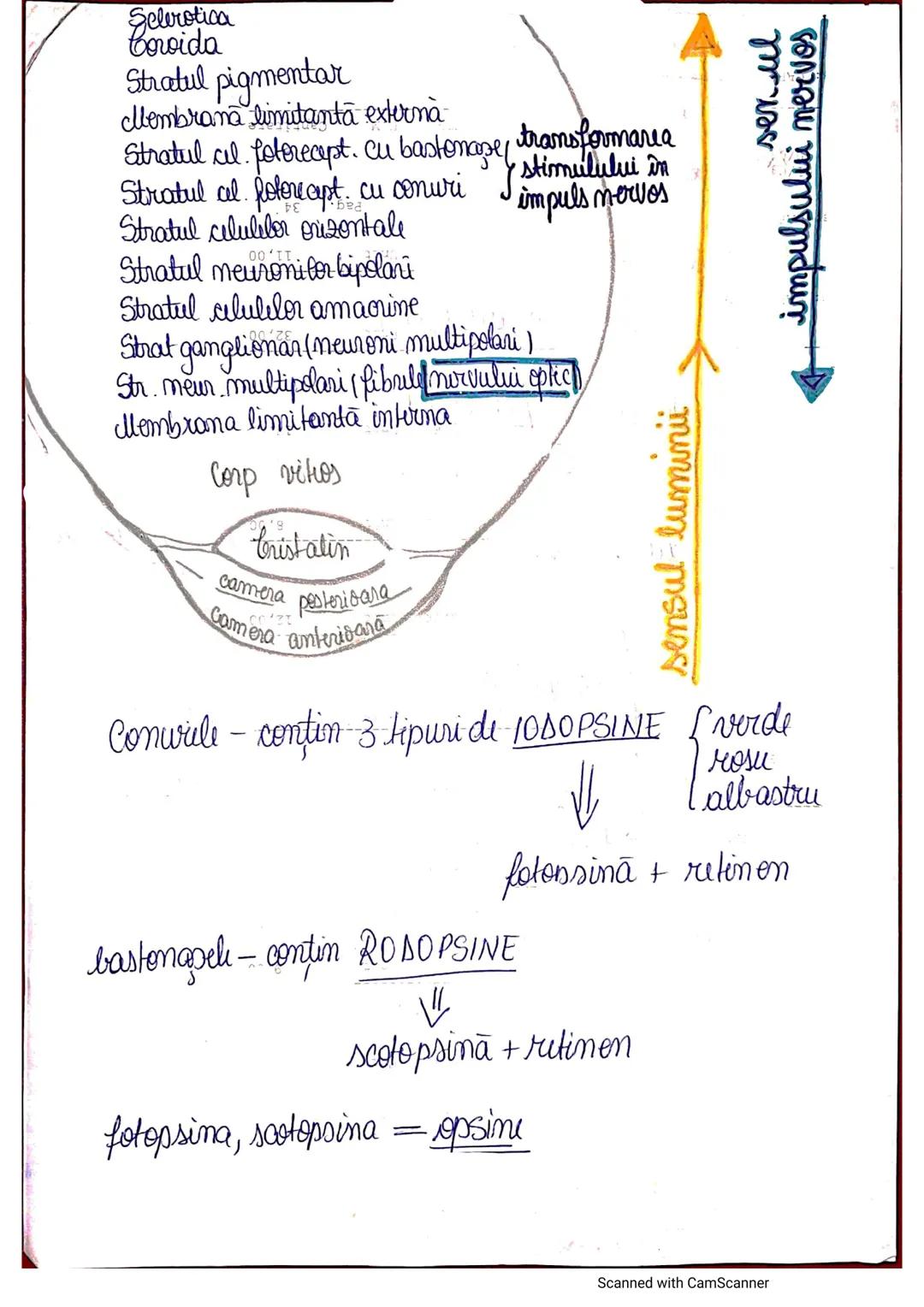 # ANALIZATORUL CUTANAT
✓
(Pielea (Tegumentul))
EPIDERM
DERM
HIPODERM
FIBRE
NERVOASE
FOLICUL
PILOS
FIR DE PĂR
GLANDA SEBACEE
VAS LIMFATIC