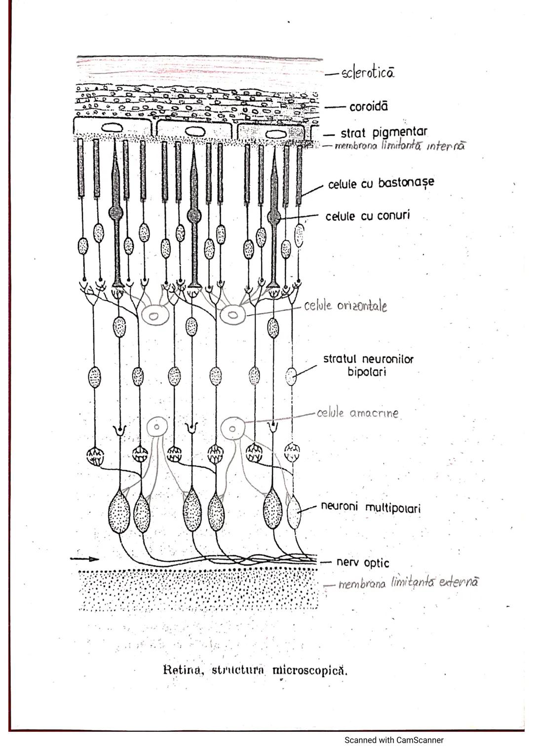# ANALIZATORUL CUTANAT
✓
(Pielea (Tegumentul))
EPIDERM
DERM
HIPODERM
FIBRE
NERVOASE
FOLICUL
PILOS
FIR DE PĂR
GLANDA SEBACEE
VAS LIMFATIC