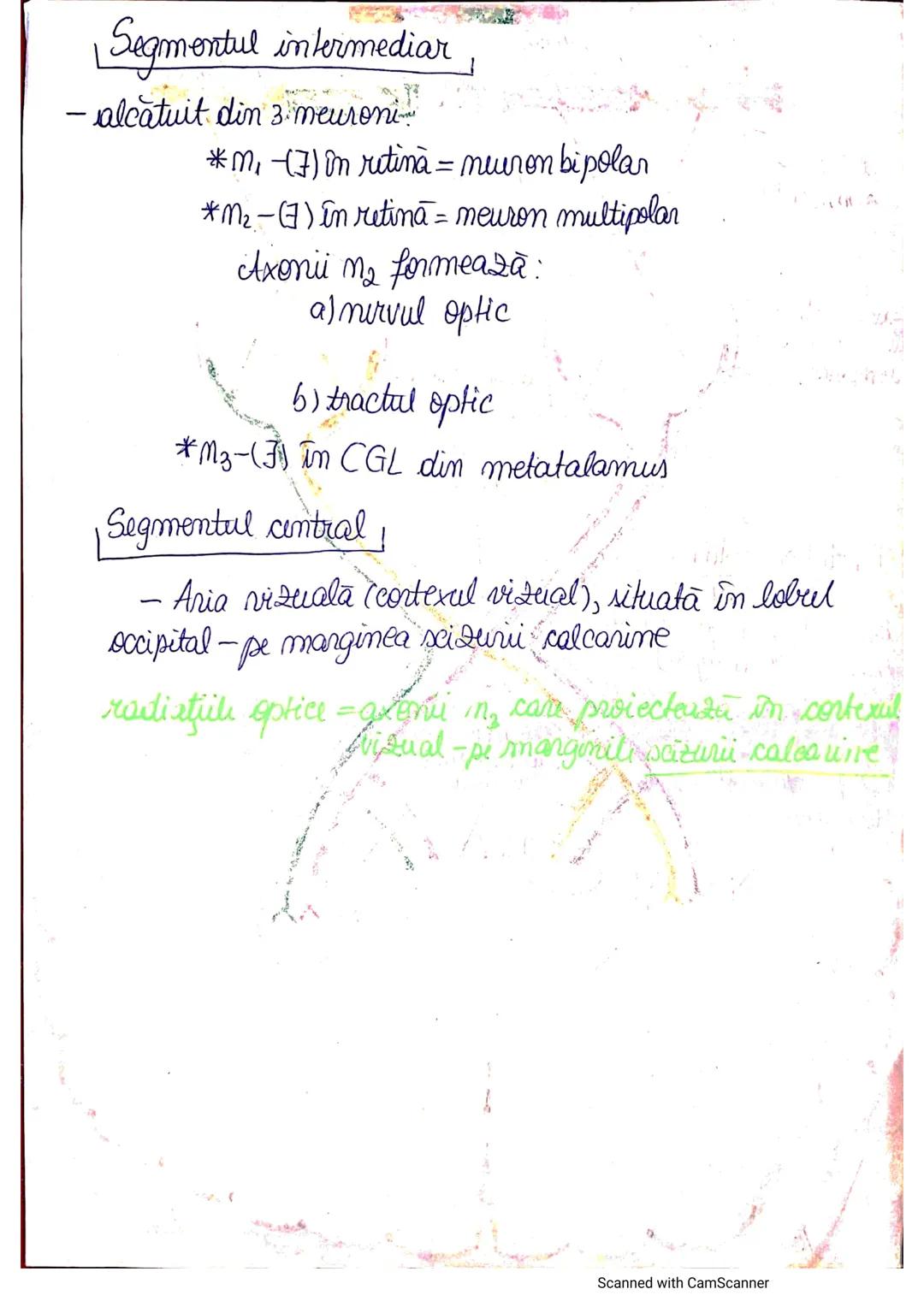# ANALIZATORUL CUTANAT
✓
(Pielea (Tegumentul))
EPIDERM
DERM
HIPODERM
FIBRE
NERVOASE
FOLICUL
PILOS
FIR DE PĂR
GLANDA SEBACEE
VAS LIMFATIC