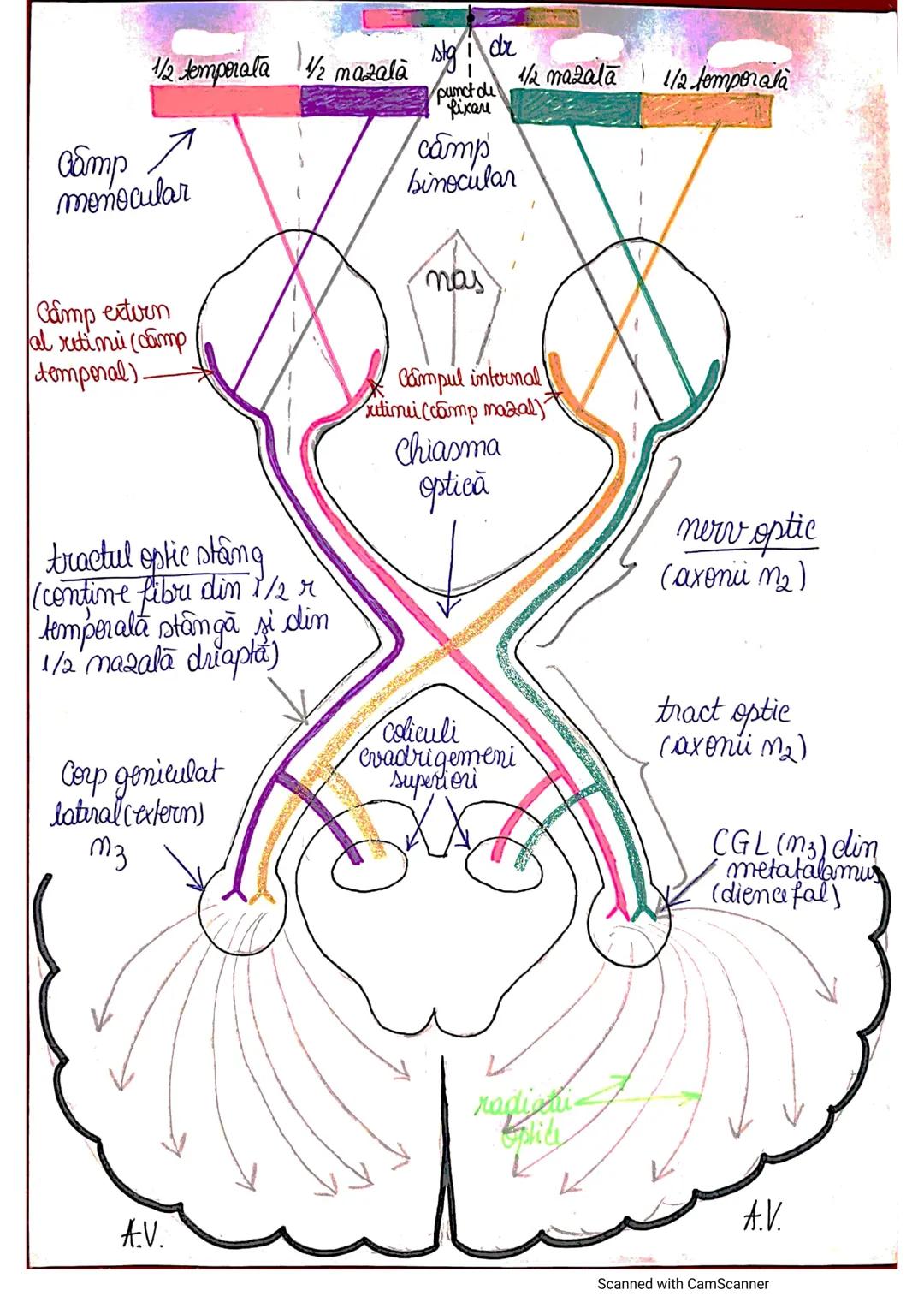 # ANALIZATORUL CUTANAT
✓
(Pielea (Tegumentul))
EPIDERM
DERM
HIPODERM
FIBRE
NERVOASE
FOLICUL
PILOS
FIR DE PĂR
GLANDA SEBACEE
VAS LIMFATIC