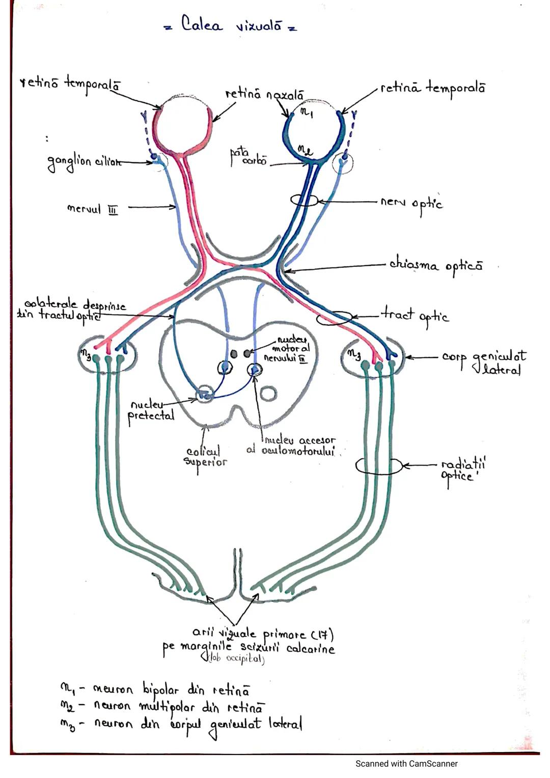 # ANALIZATORUL CUTANAT
✓
(Pielea (Tegumentul))
EPIDERM
DERM
HIPODERM
FIBRE
NERVOASE
FOLICUL
PILOS
FIR DE PĂR
GLANDA SEBACEE
VAS LIMFATIC