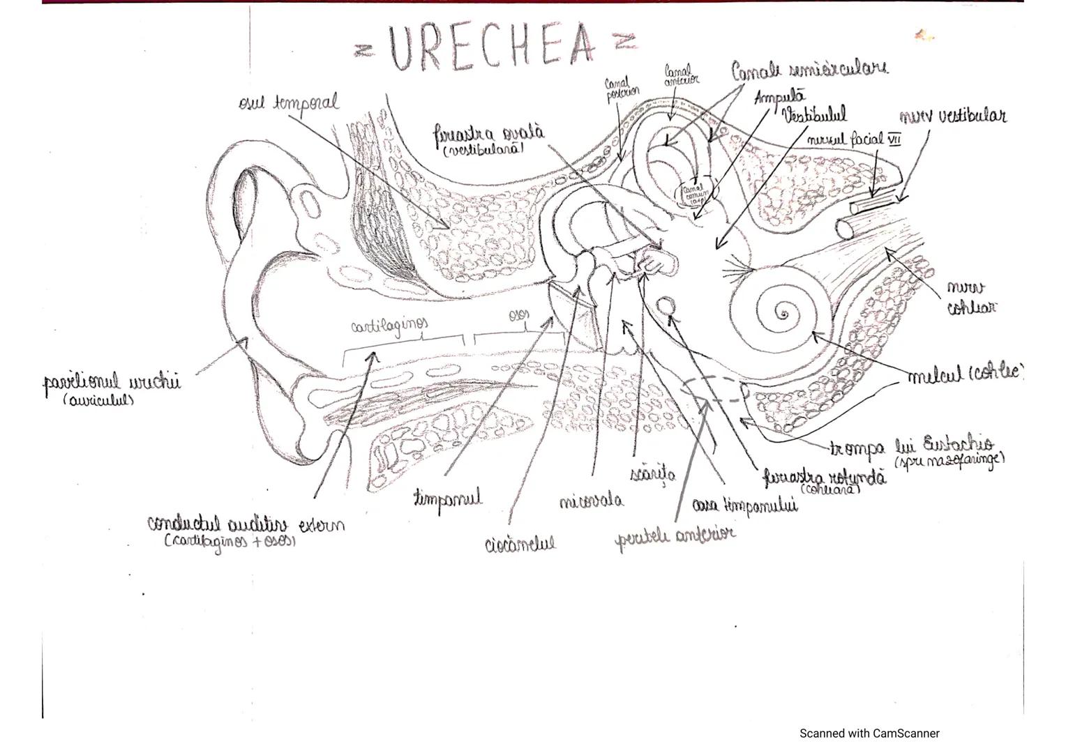 # ANALIZATORUL CUTANAT
✓
(Pielea (Tegumentul))
EPIDERM
DERM
HIPODERM
FIBRE
NERVOASE
FOLICUL
PILOS
FIR DE PĂR
GLANDA SEBACEE
VAS LIMFATIC
