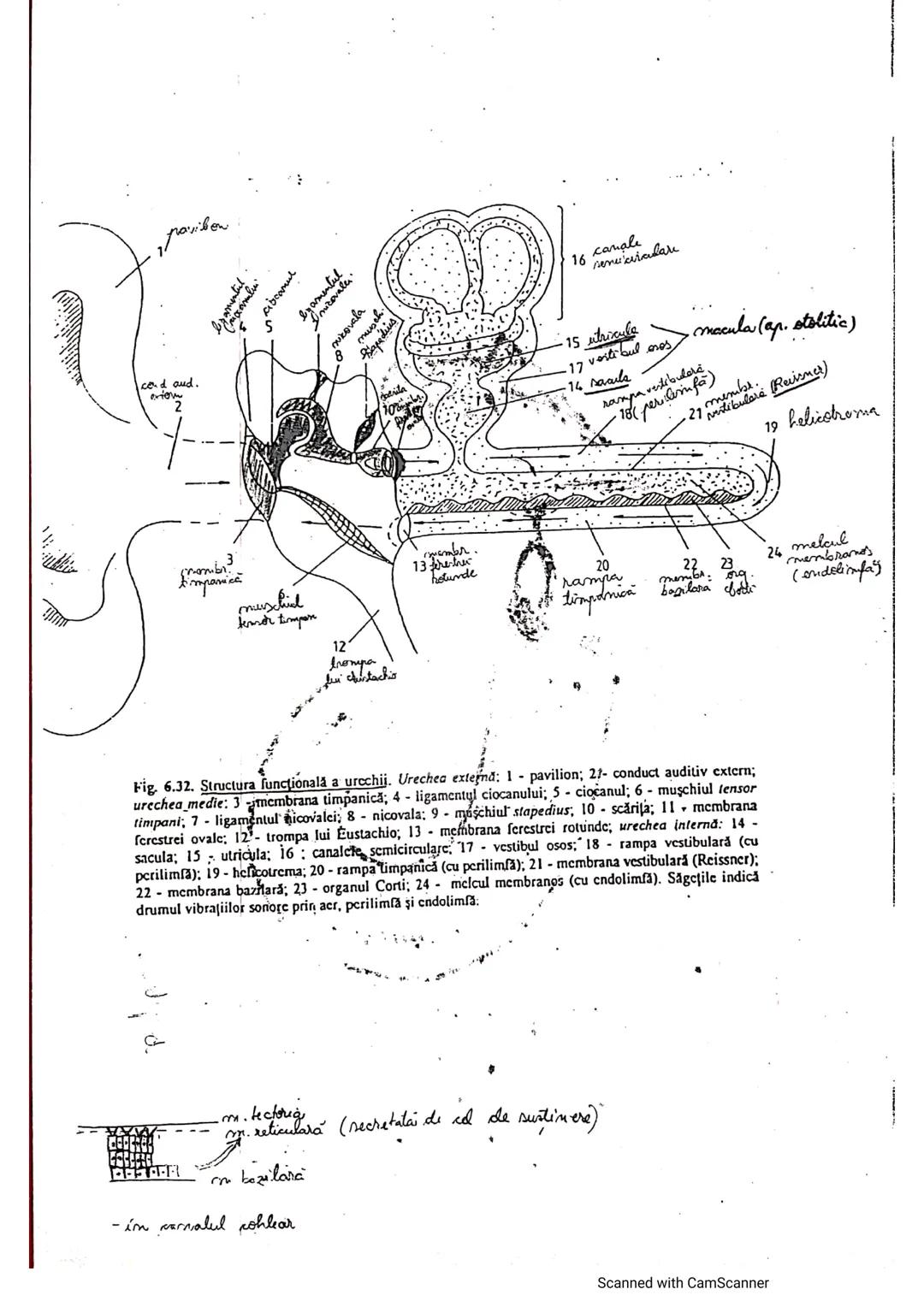 # ANALIZATORUL CUTANAT
✓
(Pielea (Tegumentul))
EPIDERM
DERM
HIPODERM
FIBRE
NERVOASE
FOLICUL
PILOS
FIR DE PĂR
GLANDA SEBACEE
VAS LIMFATIC