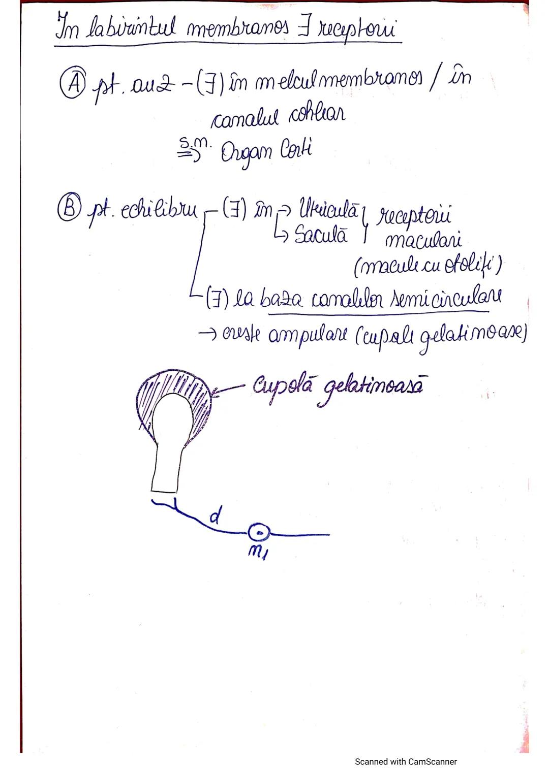 # ANALIZATORUL CUTANAT
✓
(Pielea (Tegumentul))
EPIDERM
DERM
HIPODERM
FIBRE
NERVOASE
FOLICUL
PILOS
FIR DE PĂR
GLANDA SEBACEE
VAS LIMFATIC