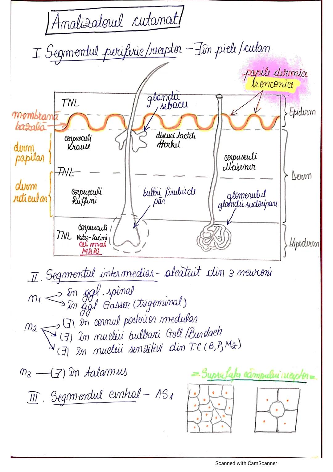 # ANALIZATORUL CUTANAT
✓
(Pielea (Tegumentul))
EPIDERM
DERM
HIPODERM
FIBRE
NERVOASE
FOLICUL
PILOS
FIR DE PĂR
GLANDA SEBACEE
VAS LIMFATIC