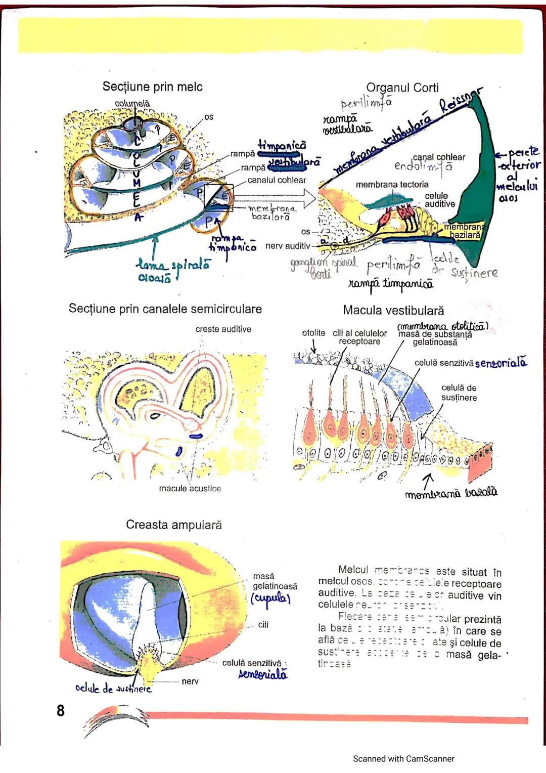# ANALIZATORUL CUTANAT
✓
(Pielea (Tegumentul))
EPIDERM
DERM
HIPODERM
FIBRE
NERVOASE
FOLICUL
PILOS
FIR DE PĂR
GLANDA SEBACEE
VAS LIMFATIC