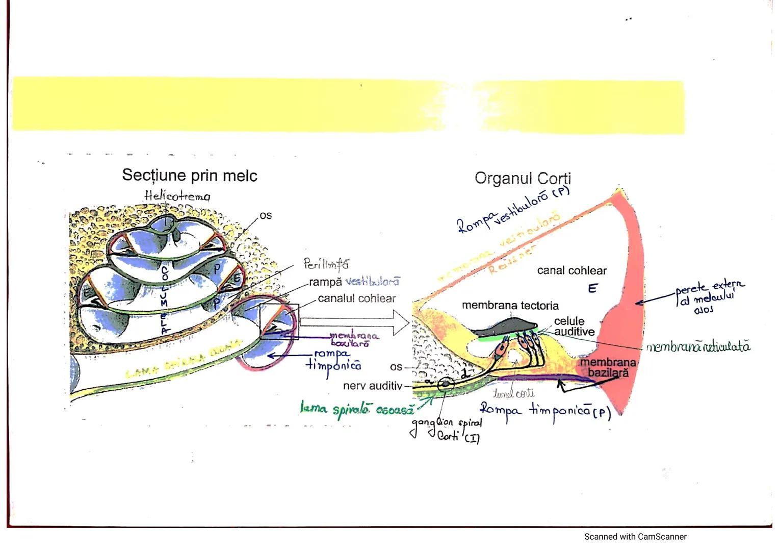 # ANALIZATORUL CUTANAT
✓
(Pielea (Tegumentul))
EPIDERM
DERM
HIPODERM
FIBRE
NERVOASE
FOLICUL
PILOS
FIR DE PĂR
GLANDA SEBACEE
VAS LIMFATIC