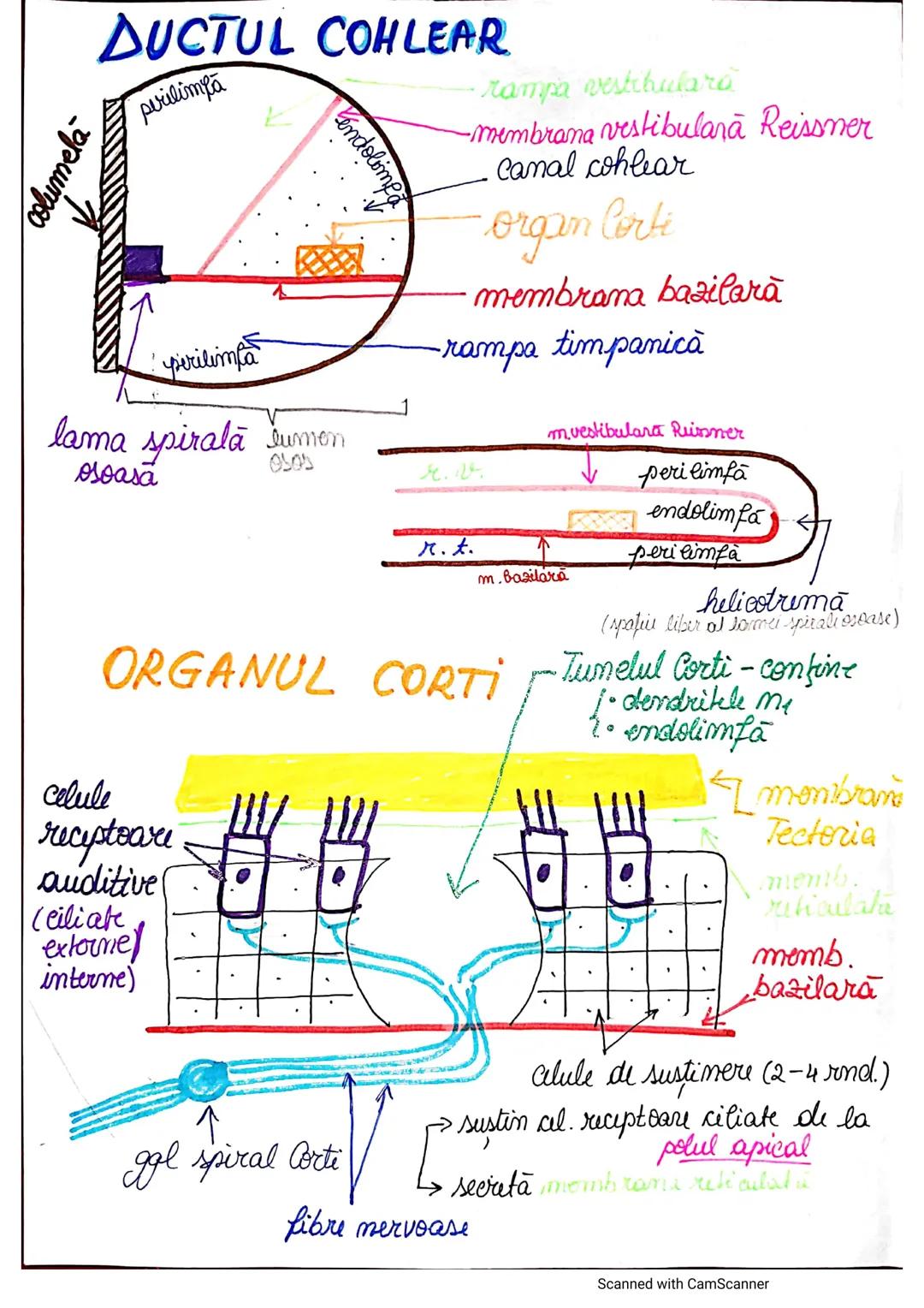 # ANALIZATORUL CUTANAT
✓
(Pielea (Tegumentul))
EPIDERM
DERM
HIPODERM
FIBRE
NERVOASE
FOLICUL
PILOS
FIR DE PĂR
GLANDA SEBACEE
VAS LIMFATIC