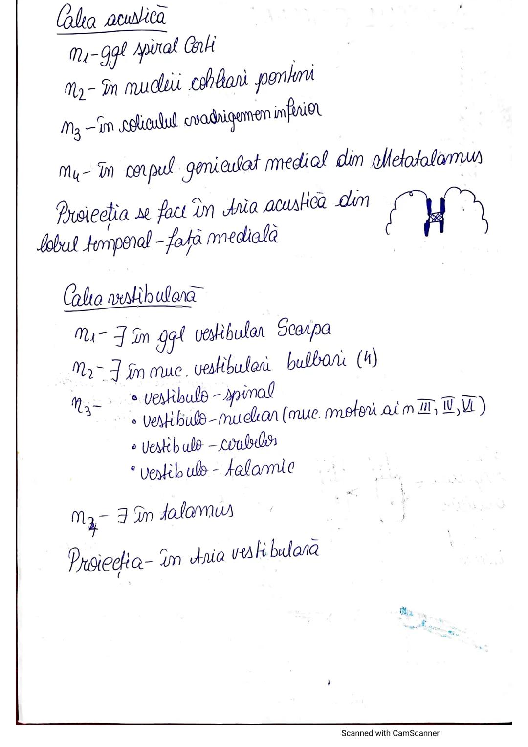 # ANALIZATORUL CUTANAT
✓
(Pielea (Tegumentul))
EPIDERM
DERM
HIPODERM
FIBRE
NERVOASE
FOLICUL
PILOS
FIR DE PĂR
GLANDA SEBACEE
VAS LIMFATIC