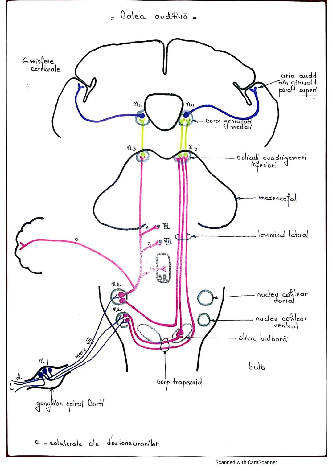 # ANALIZATORUL CUTANAT
✓
(Pielea (Tegumentul))
EPIDERM
DERM
HIPODERM
FIBRE
NERVOASE
FOLICUL
PILOS
FIR DE PĂR
GLANDA SEBACEE
VAS LIMFATIC