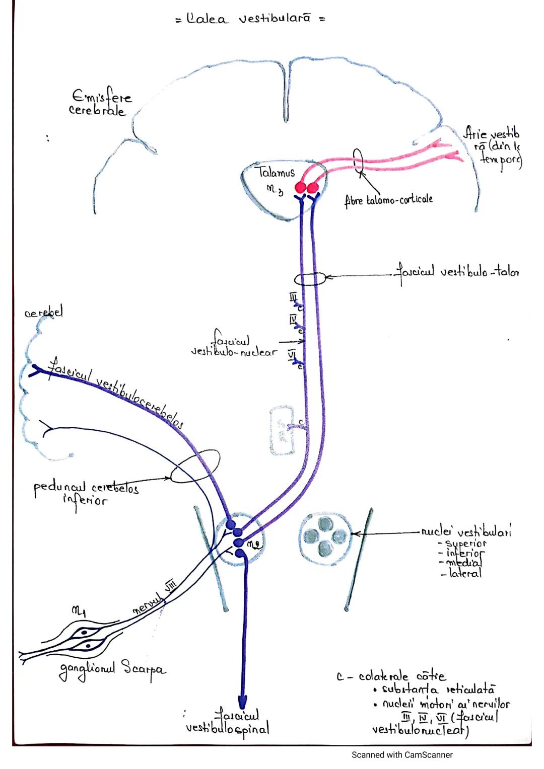 # ANALIZATORUL CUTANAT
✓
(Pielea (Tegumentul))
EPIDERM
DERM
HIPODERM
FIBRE
NERVOASE
FOLICUL
PILOS
FIR DE PĂR
GLANDA SEBACEE
VAS LIMFATIC