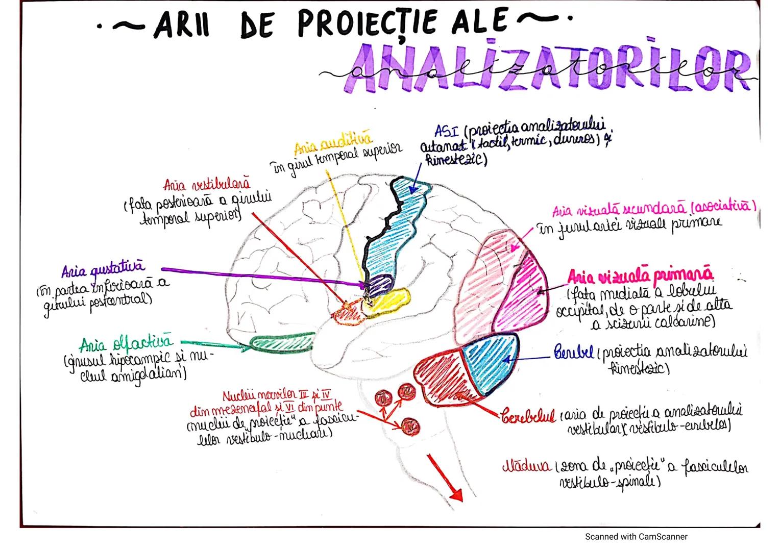 # ANALIZATORUL CUTANAT
✓
(Pielea (Tegumentul))
EPIDERM
DERM
HIPODERM
FIBRE
NERVOASE
FOLICUL
PILOS
FIR DE PĂR
GLANDA SEBACEE
VAS LIMFATIC
