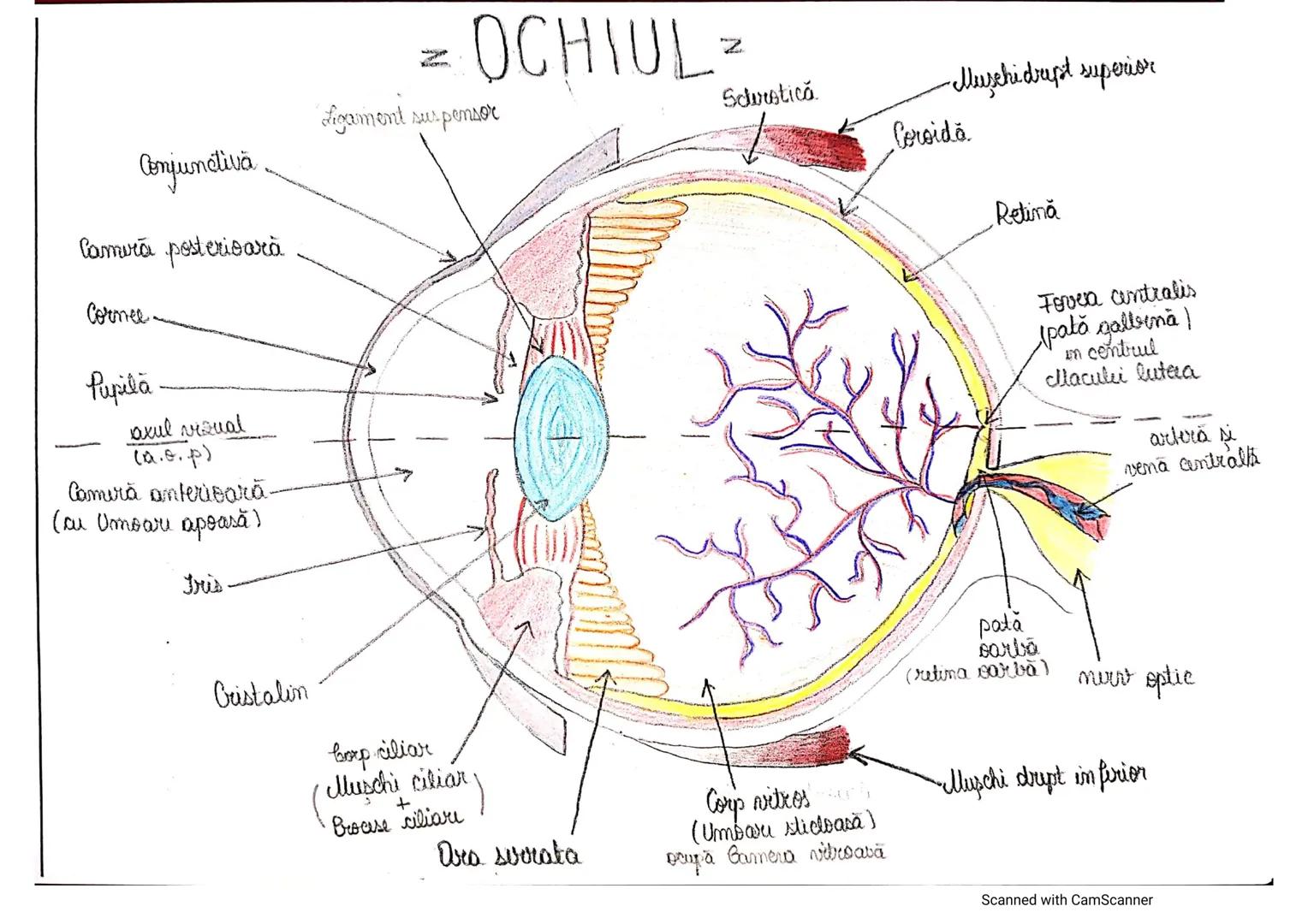 # ANALIZATORUL CUTANAT
✓
(Pielea (Tegumentul))
EPIDERM
DERM
HIPODERM
FIBRE
NERVOASE
FOLICUL
PILOS
FIR DE PĂR
GLANDA SEBACEE
VAS LIMFATIC