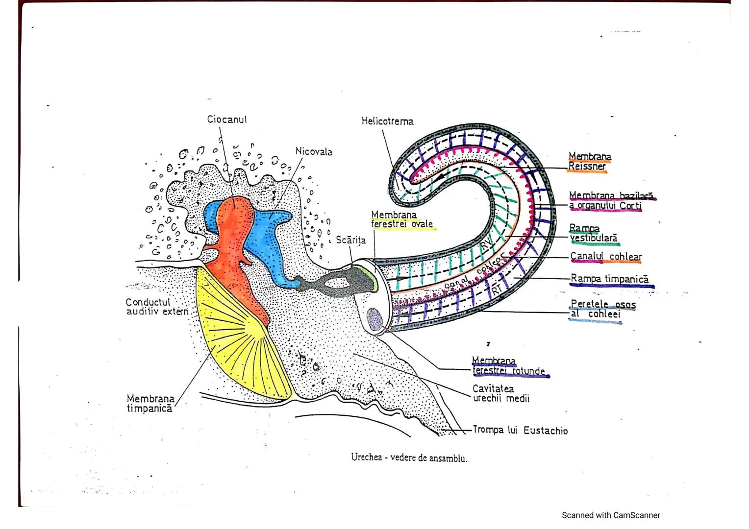 # ANALIZATORUL CUTANAT
✓
(Pielea (Tegumentul))
EPIDERM
DERM
HIPODERM
FIBRE
NERVOASE
FOLICUL
PILOS
FIR DE PĂR
GLANDA SEBACEE
VAS LIMFATIC