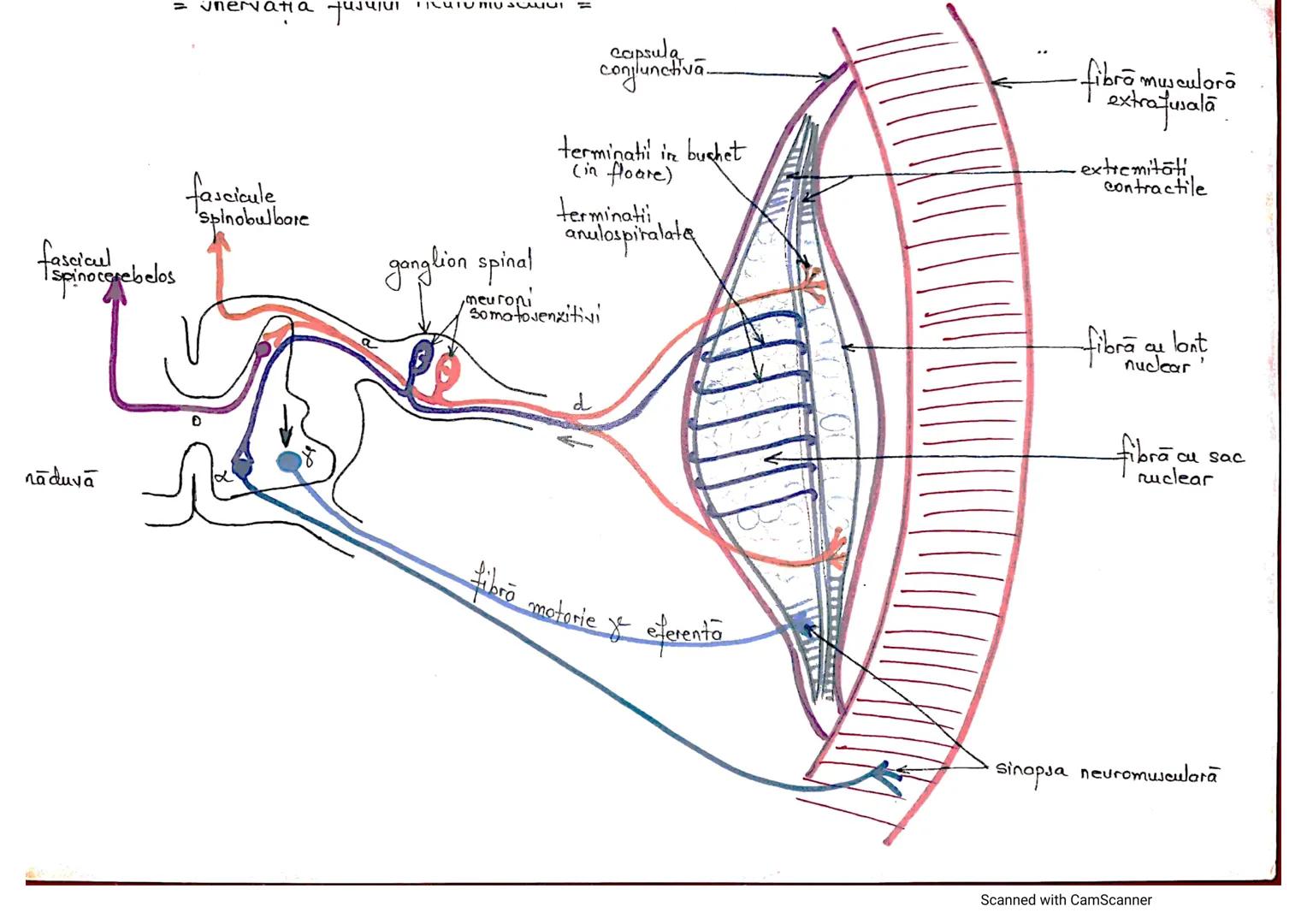 # ANALIZATORUL CUTANAT
✓
(Pielea (Tegumentul))
EPIDERM
DERM
HIPODERM
FIBRE
NERVOASE
FOLICUL
PILOS
FIR DE PĂR
GLANDA SEBACEE
VAS LIMFATIC